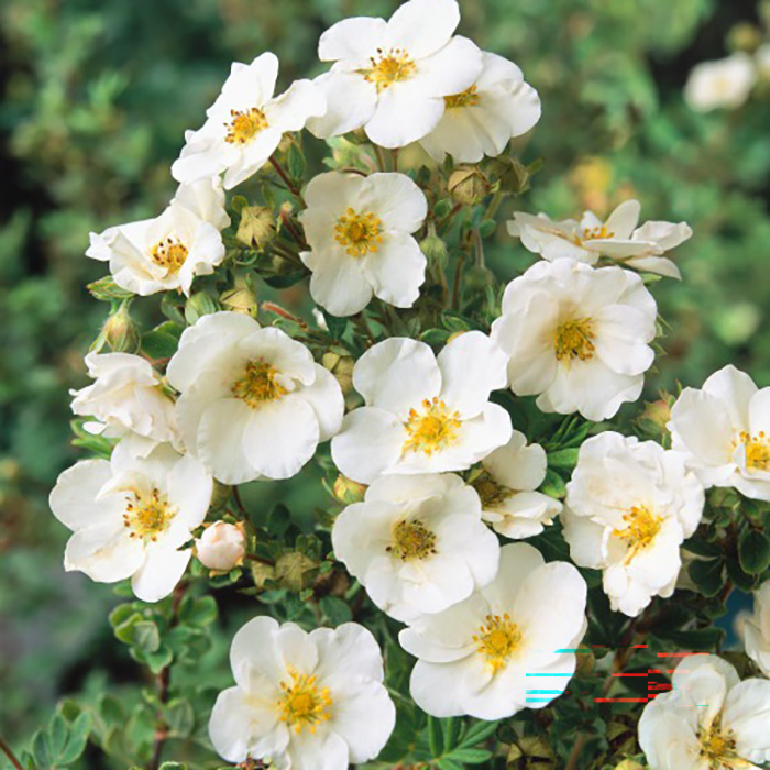 Buske Omnia Garden Trädgårdstok Sandved 20-40 cm