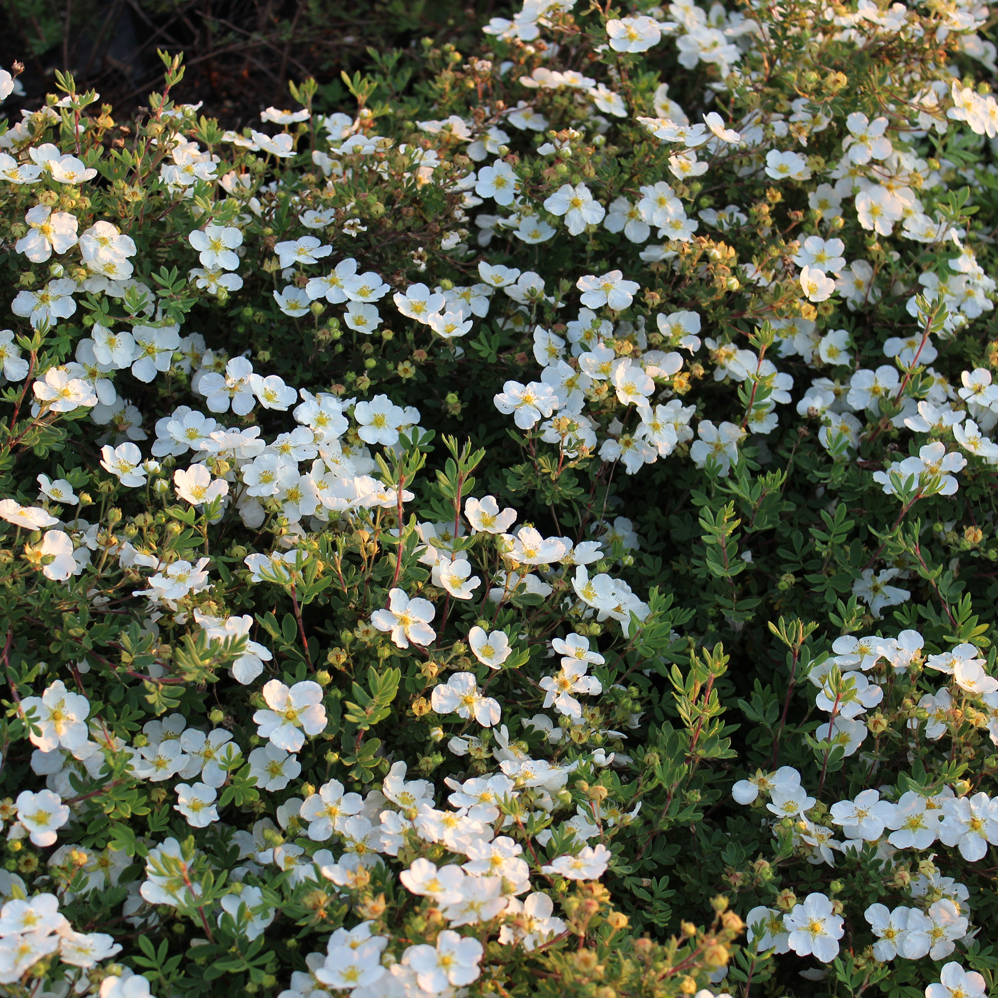 Buske Omnia Garden Trädgårdstok Abbotswood 30-50 cm