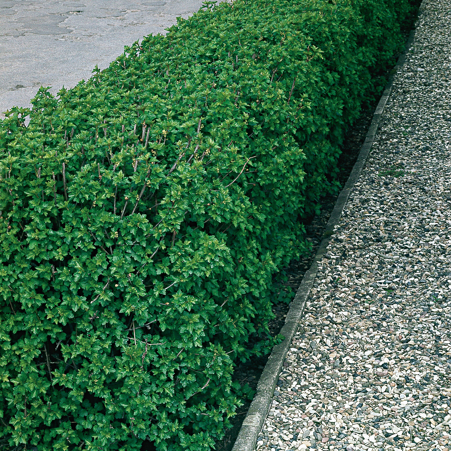 Häck Omnia Garden Måbär 40-60 cm