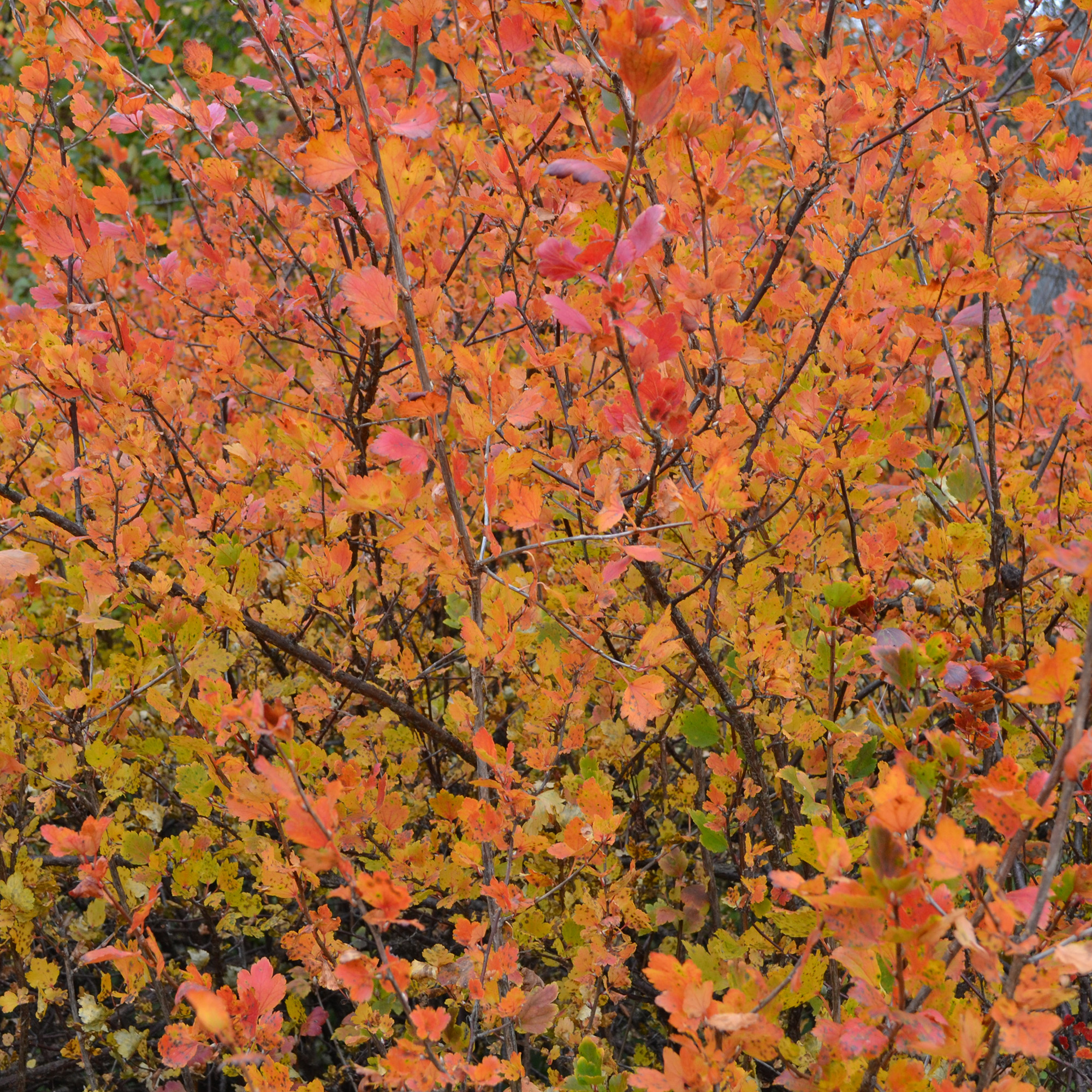 Häck Omnia Garden Måbär 40-60 cm