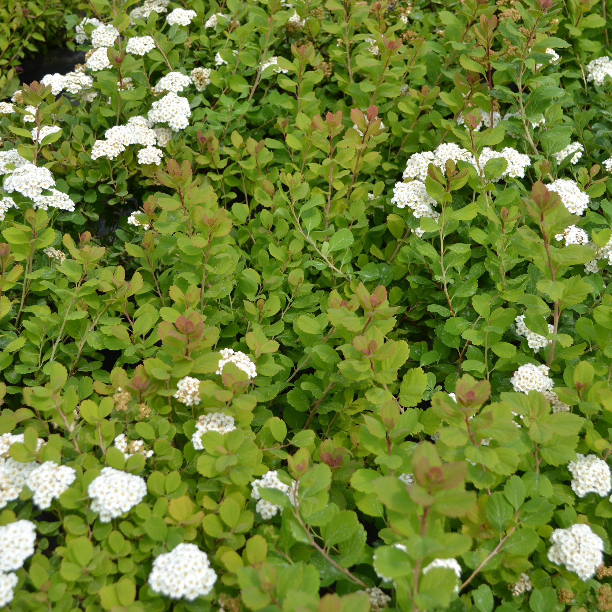 Björkspirea Omnia Garden 15-30 cm