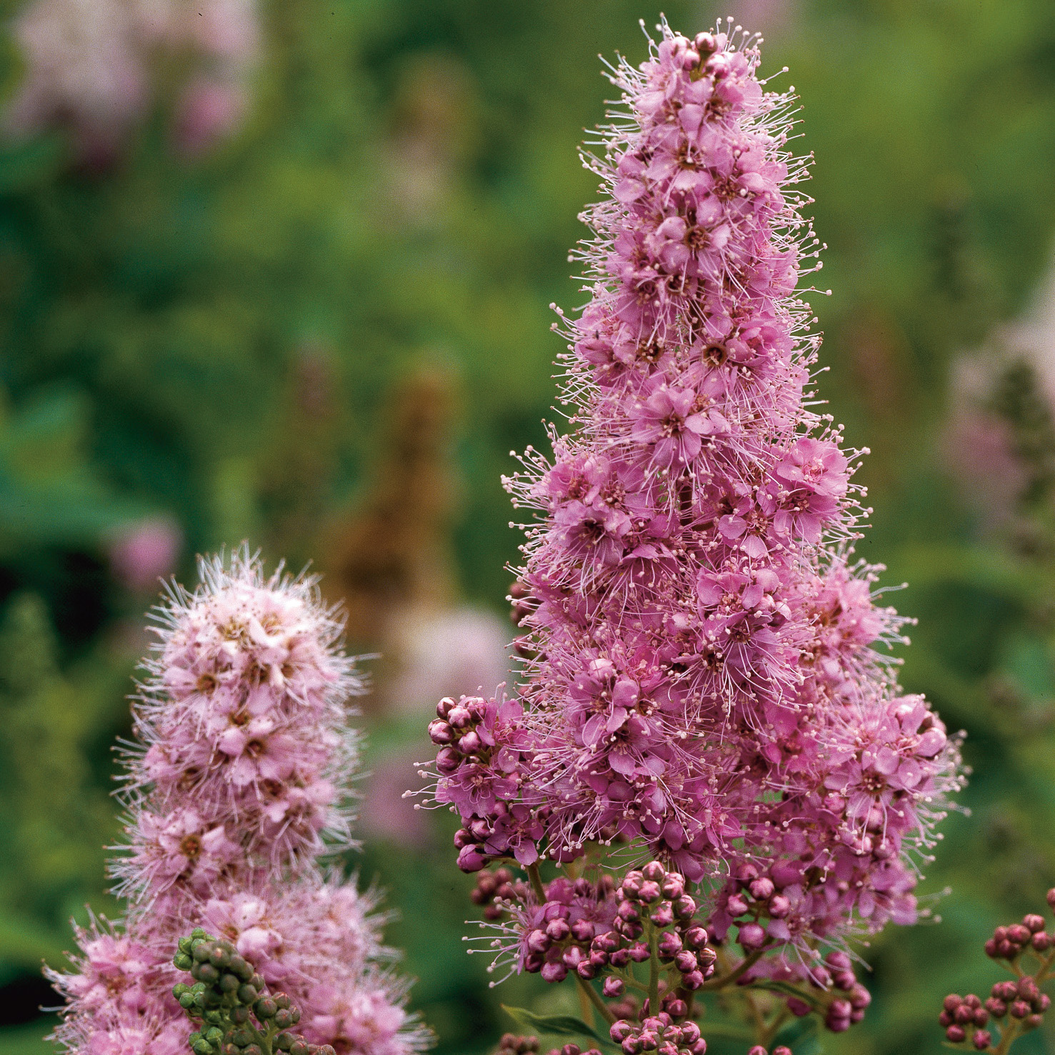 Buske Omnia Garden Klasespirea 50-80 cm
