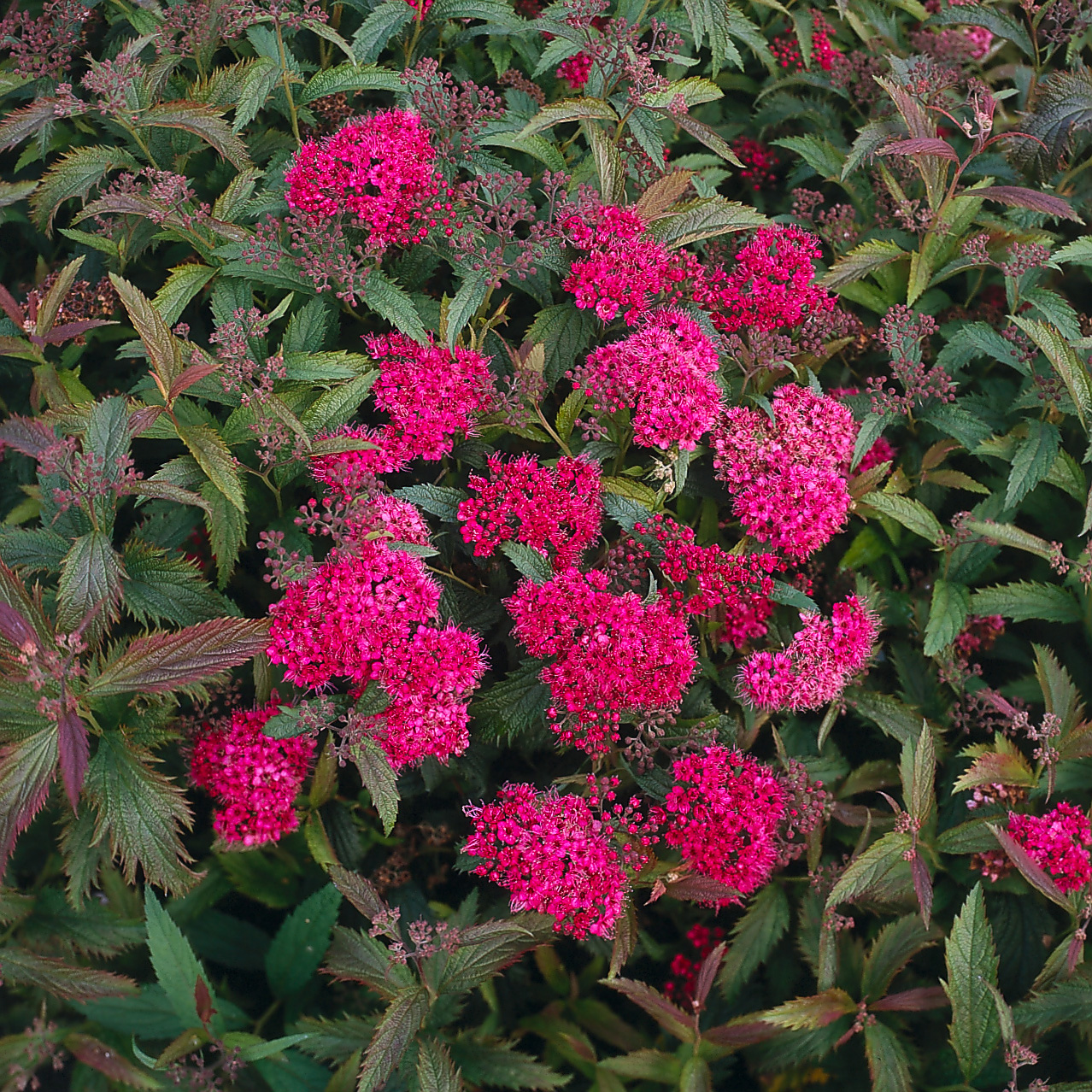 Buske Omnia Garden Rosenspirea 20-30 cm