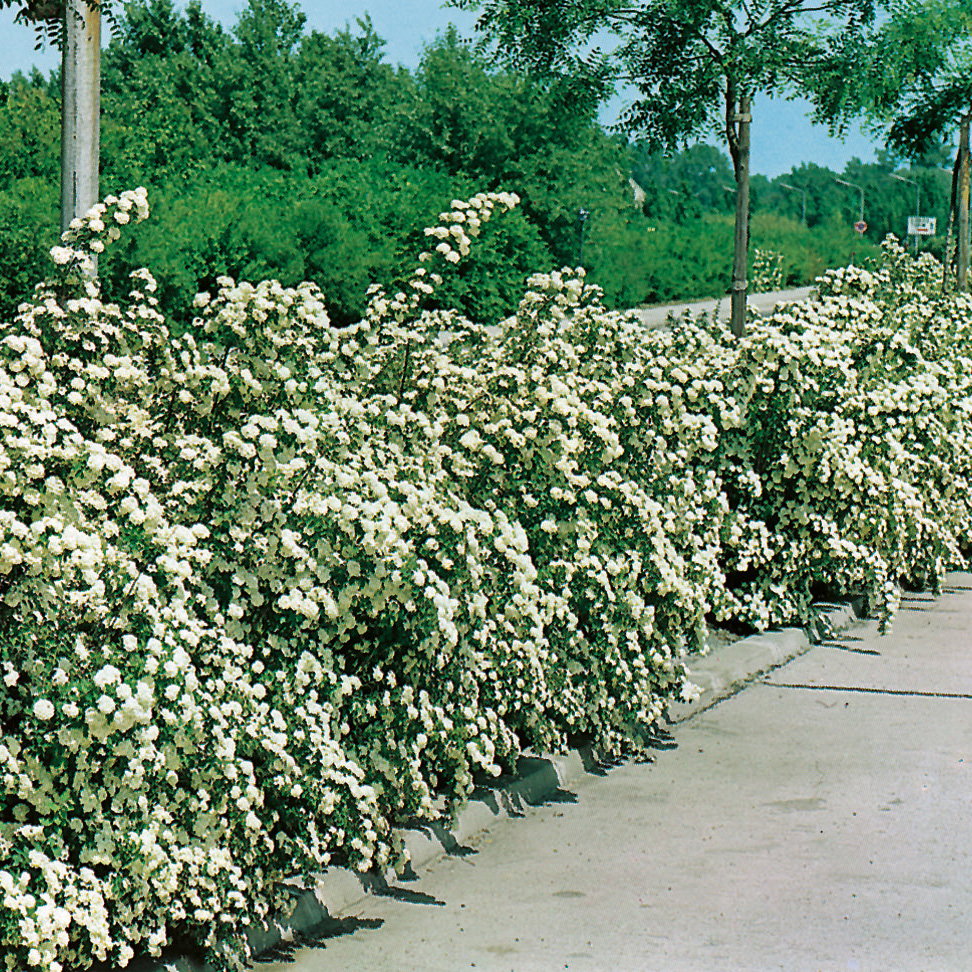 Buske Omnia Garden Bukettspirea 50-80 cm