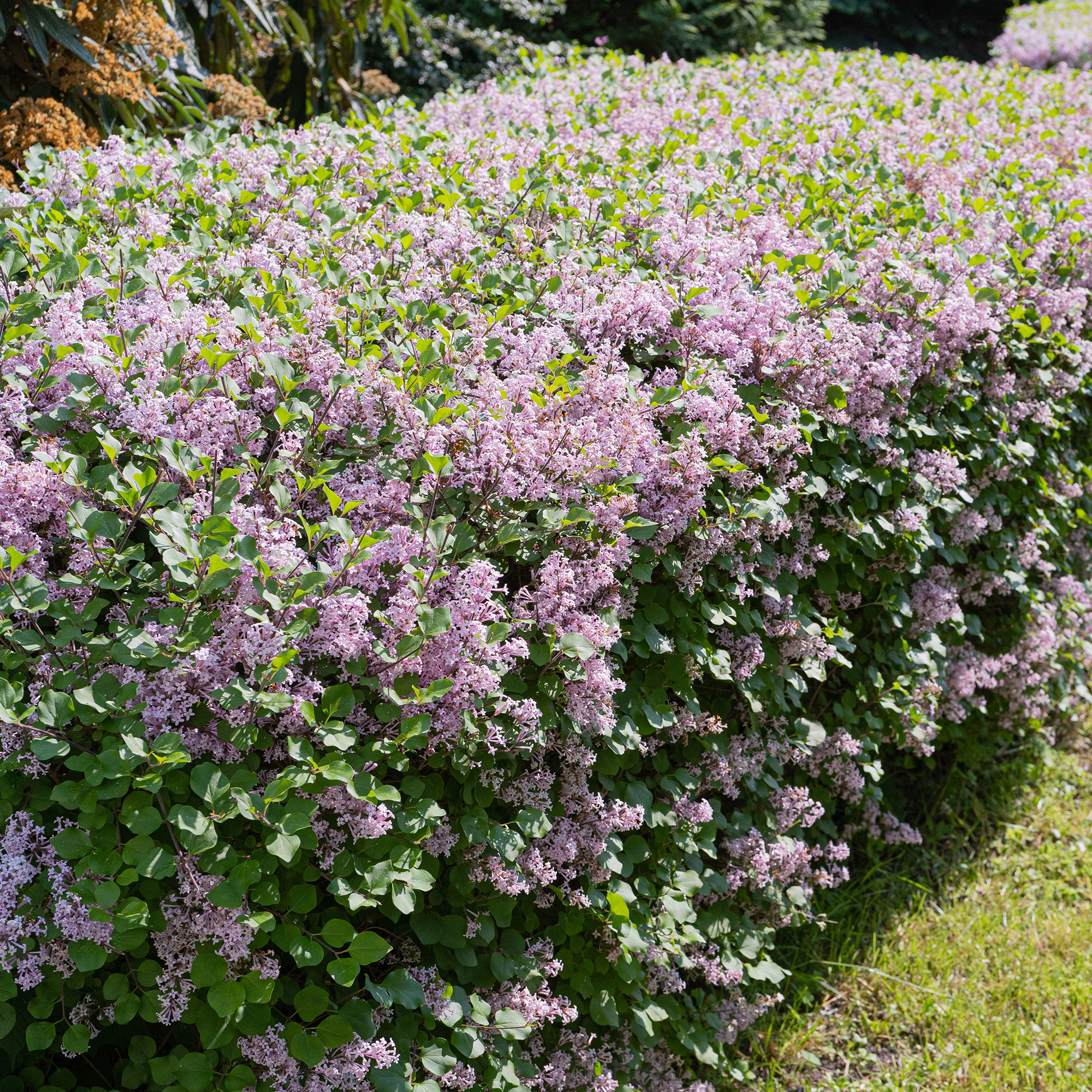 Buske Omnia Garden Syrén 30-50cm