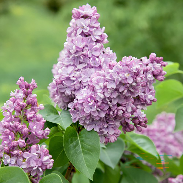 Buske Omnia Garden Syrén 30-50cm