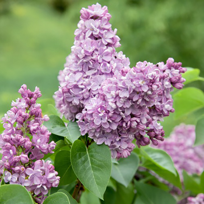 Buske Omnia Garden Syrén 50-80cm 1-2 Grenar