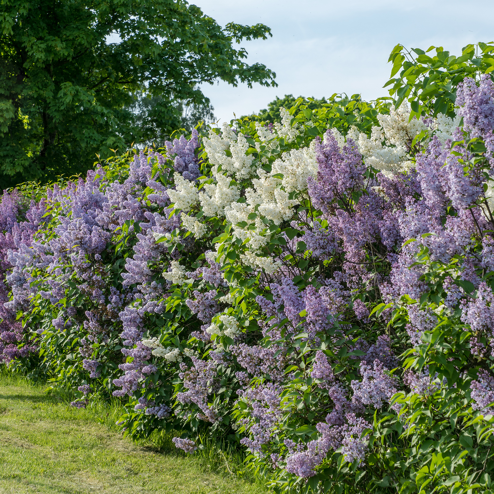 Buske Omnia Garden Syrén 50-80cm 1-2 Grenar