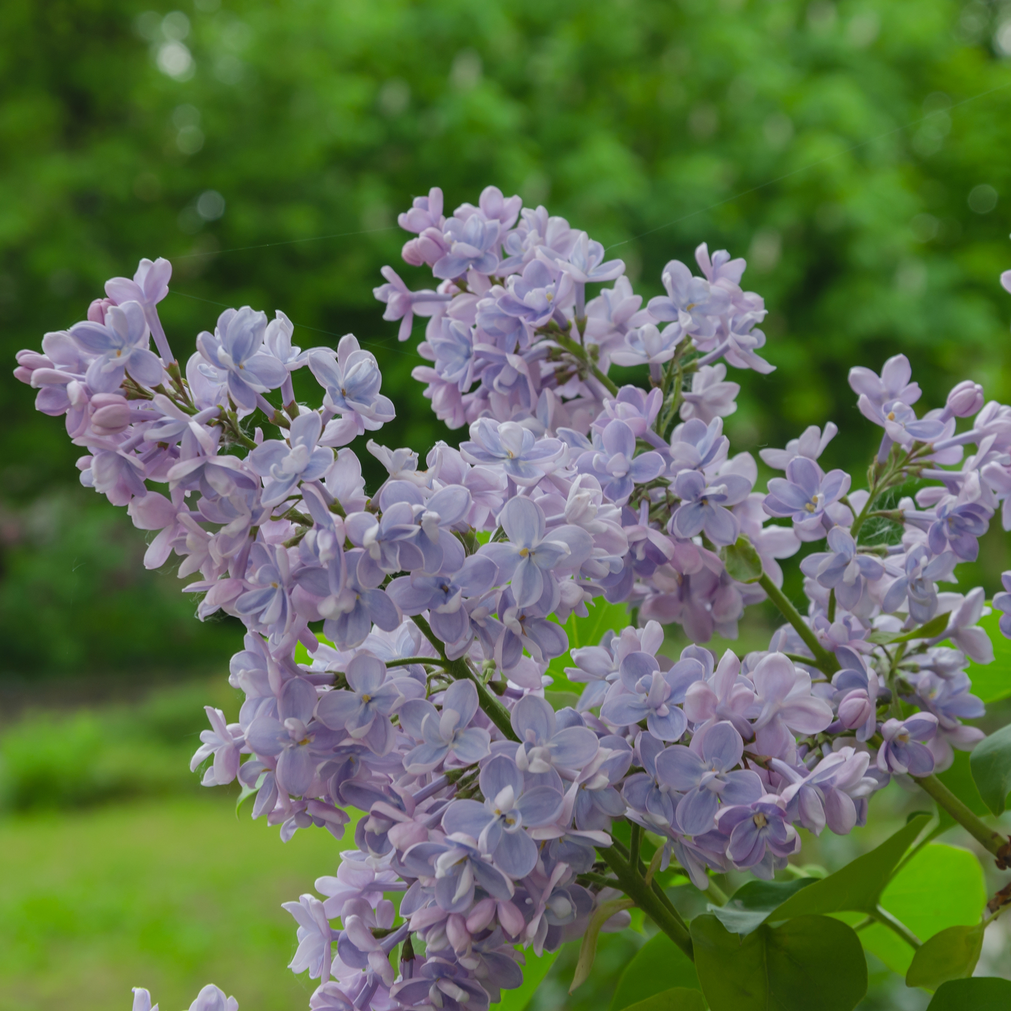 Buske Omnia Garden Syrén 50-80cm 1-2 Grenar