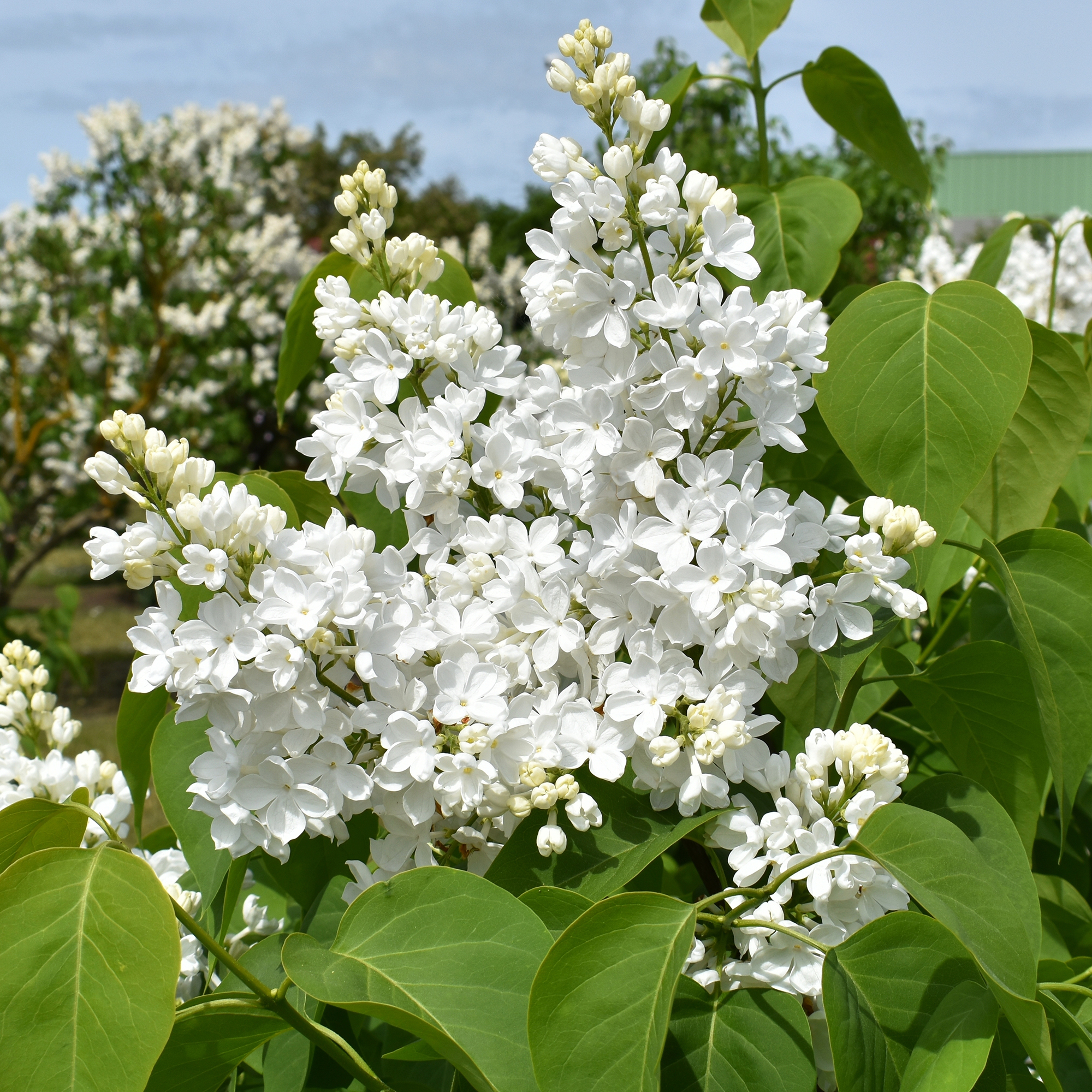 Buske Omnia Garden Syrén Vit 30-50cm