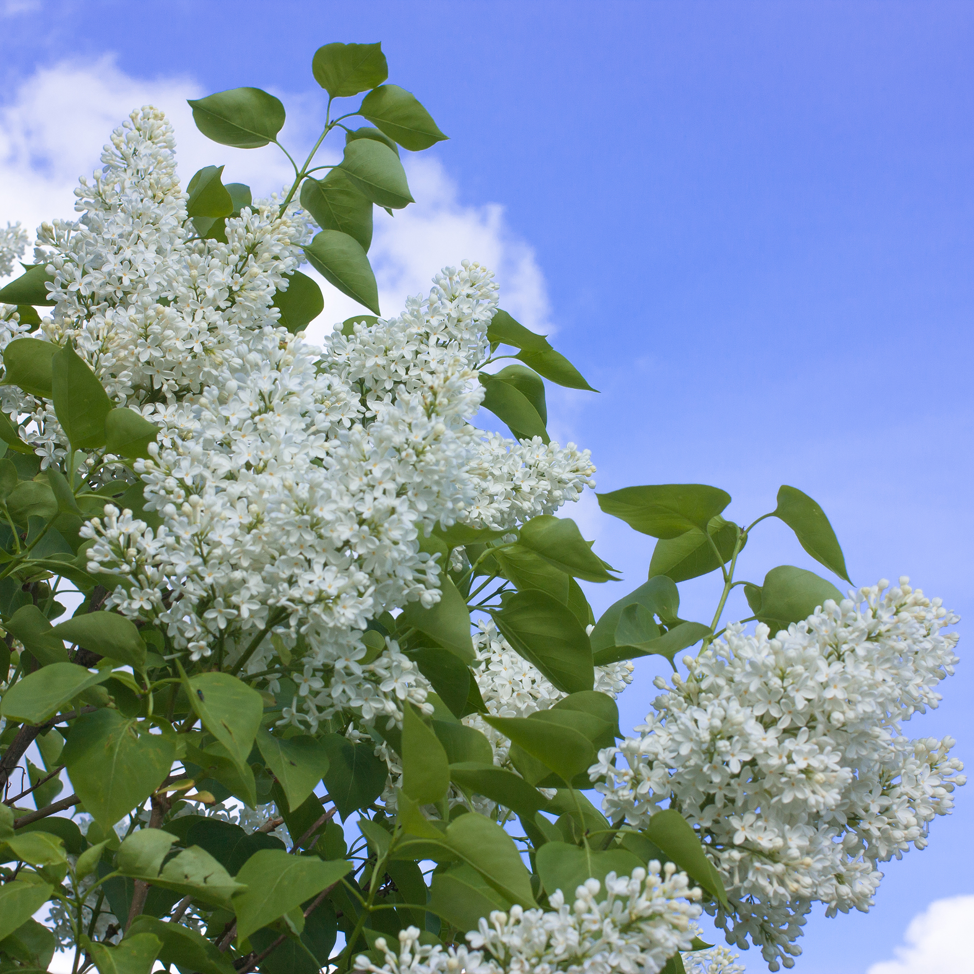 Buske Omnia Garden Syrén Vit 30-50cm