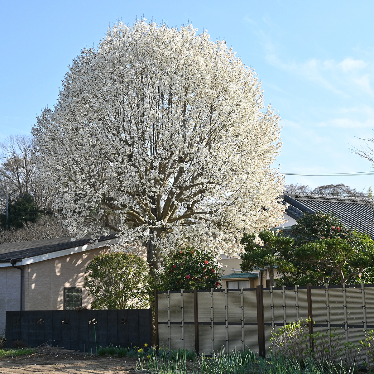 Prydnadsbuske Omnia Garden Japansk Magnolia Snövit Blomning Soligt Läge Barrot Grön Lövverk