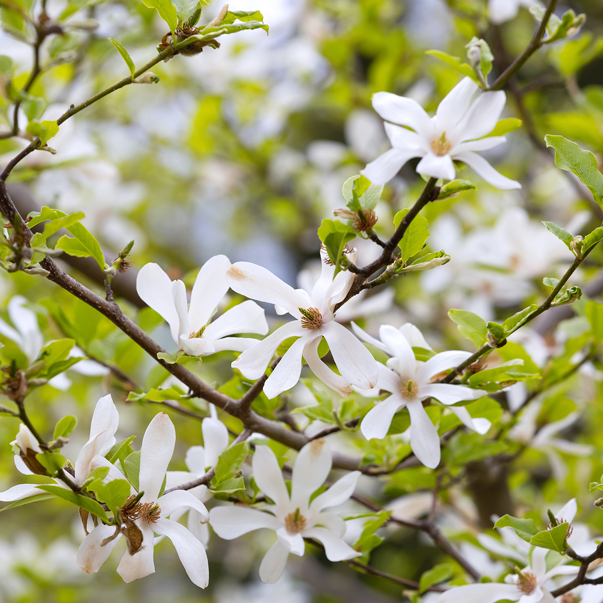 Prydnadsbuske Omnia Garden Japansk Magnolia Snövit Blomning Soligt Läge Barrot Grön Lövverk