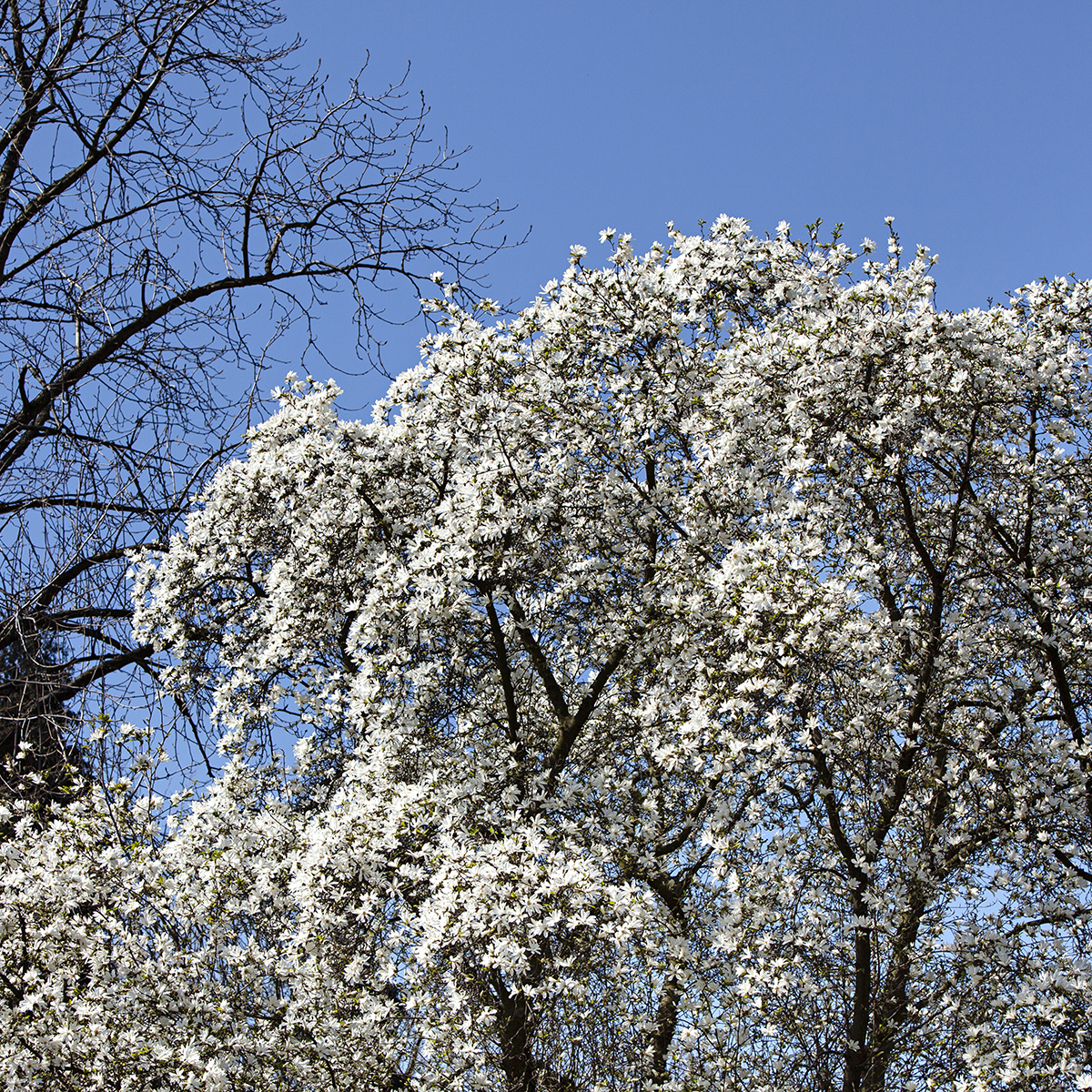 Prydnadsbuske Omnia Garden Japansk Magnolia Snövit Blomning Soligt Läge Barrot Grön Lövverk