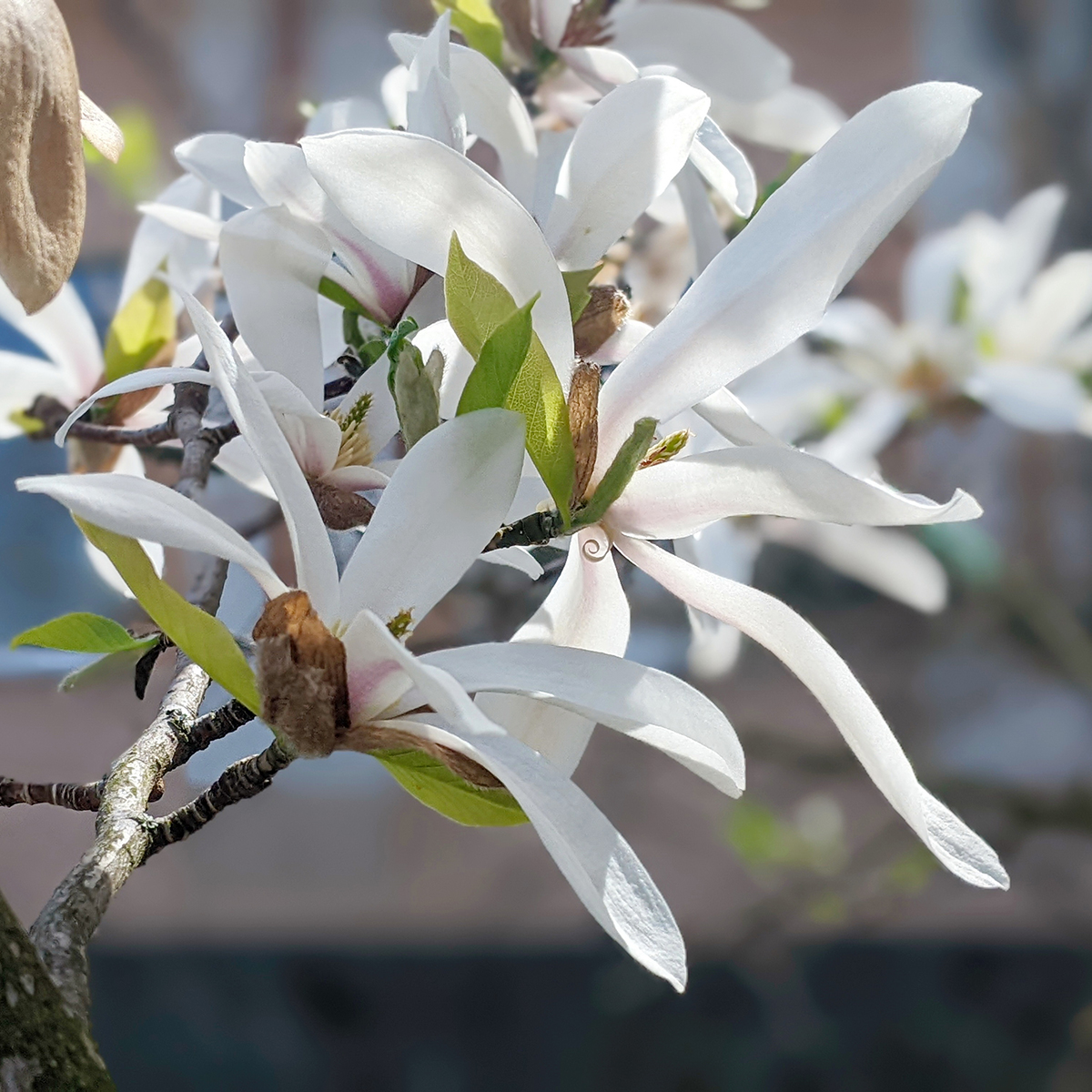 Prydnadsbuske Omnia Garden Japansk Magnolia Snövit Blomning Soligt Läge Barrot Grön Lövverk