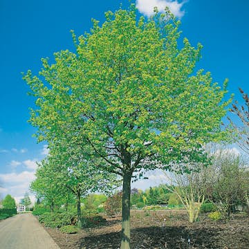 Träd Skogslind Omnia Garden 300-400 cm