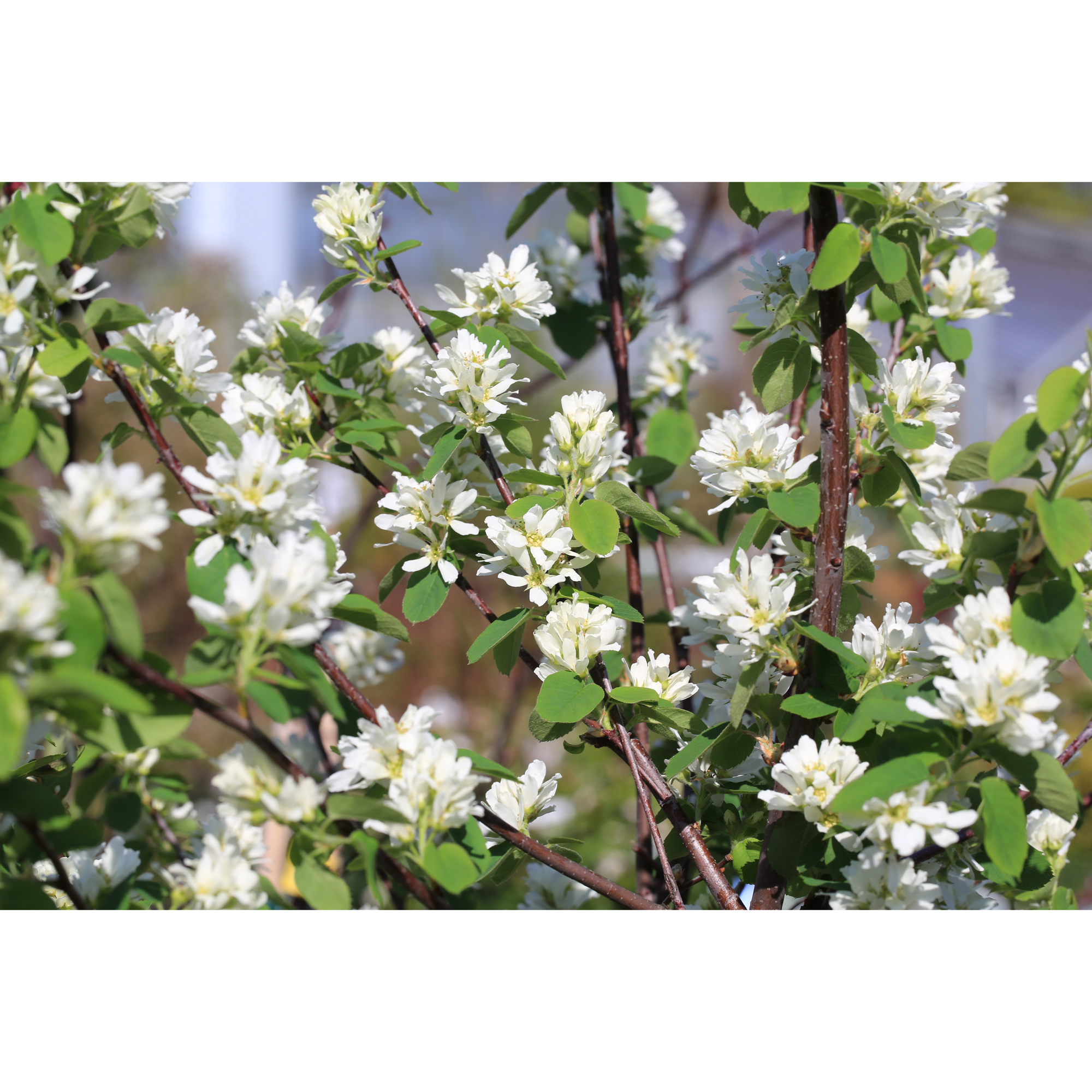 Bärhäggmispel Omnia Garden 20-40cm