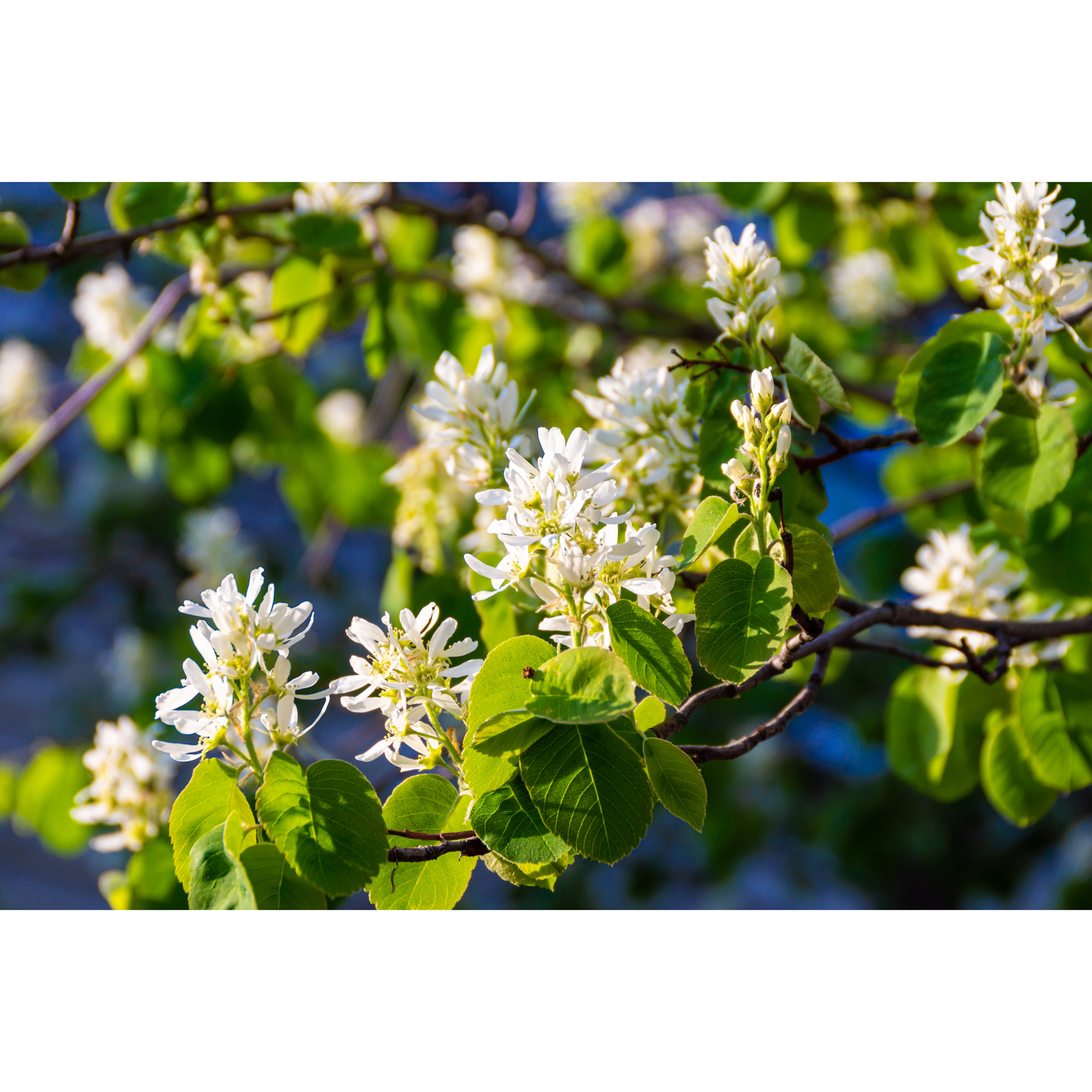 Bärhäggmispel Omnia Garden 20-40cm