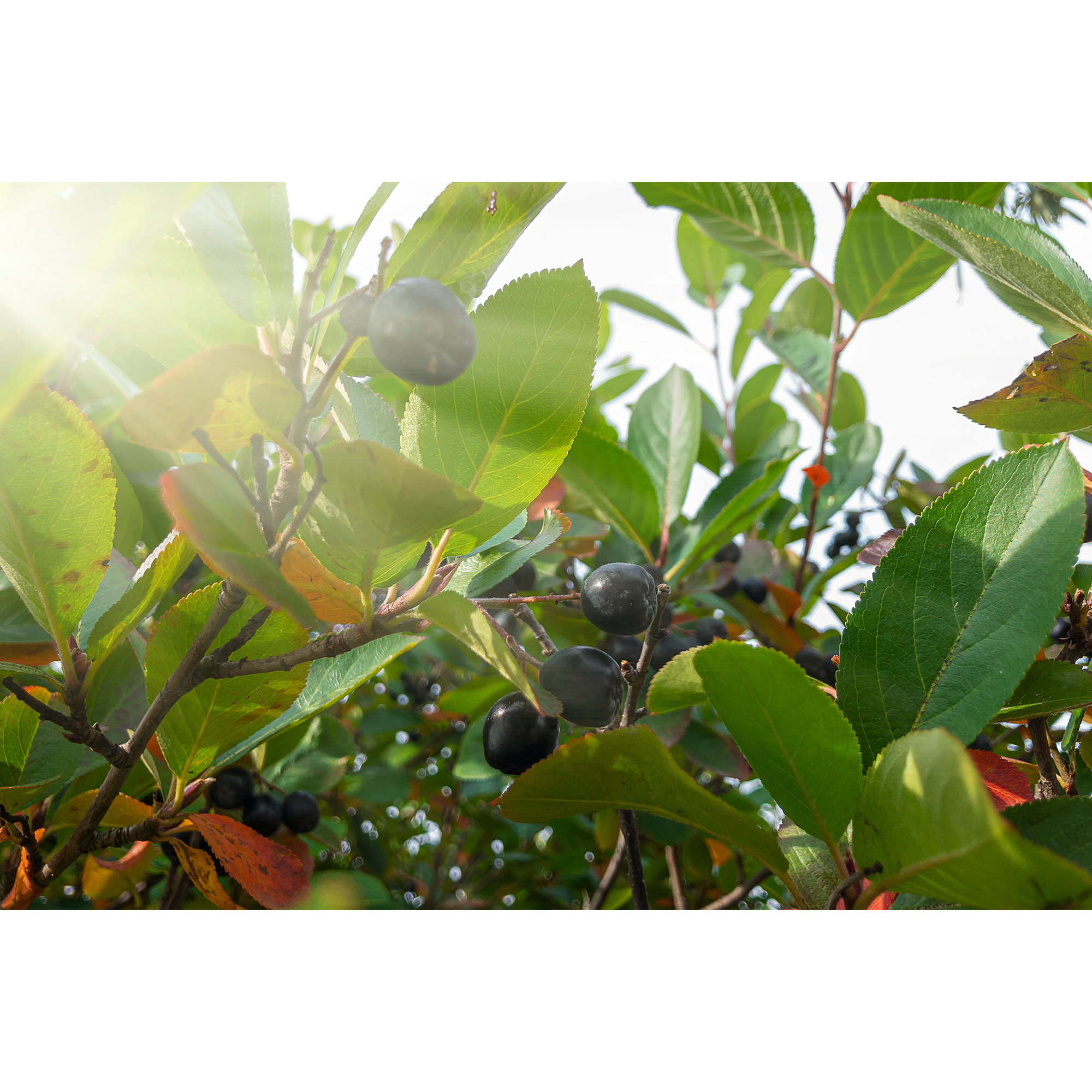 Buske Omnia Garden Svartaronia Aronia Mel Hugin 20-40 cm