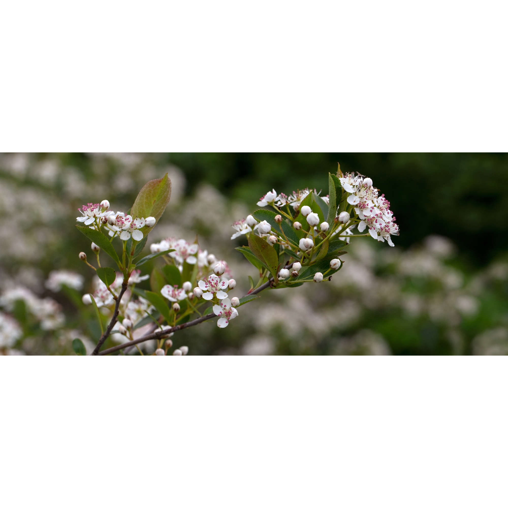 Buske Omnia Garden Svartaronia Aronia Mel Hugin 20-40 cm
