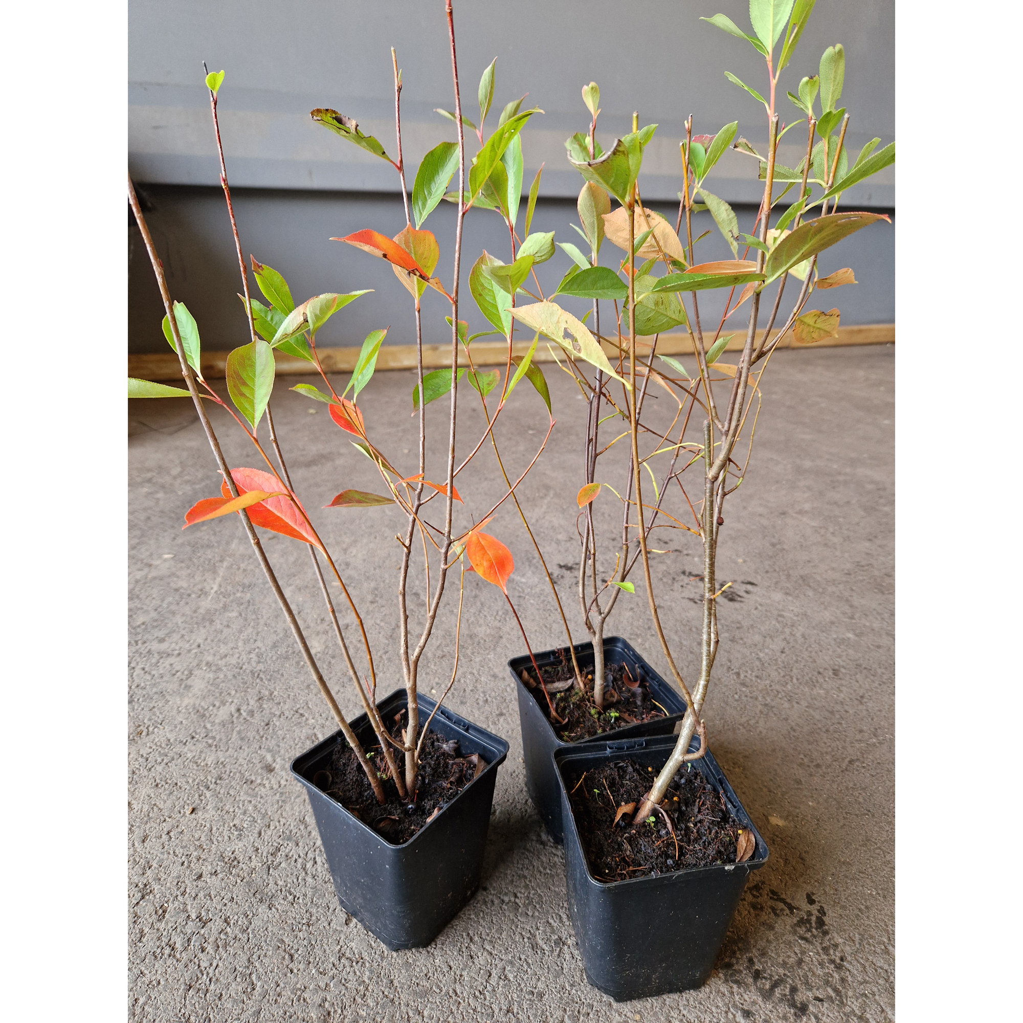 Buske Omnia Garden Svartaronia Aronia Mel Hugin 20-40 cm