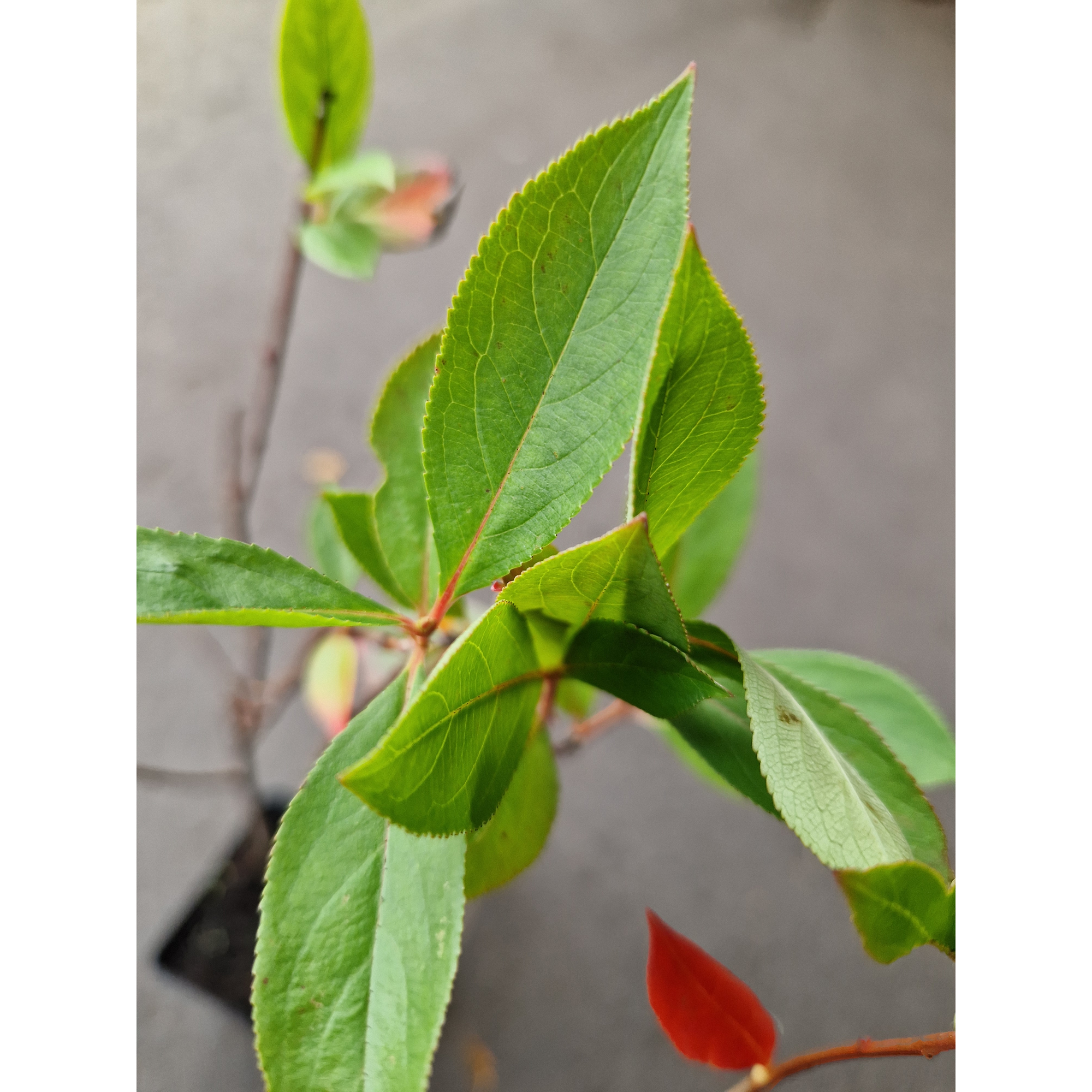 Buske Omnia Garden Svartaronia Aronia Mel Hugin 20-40 cm