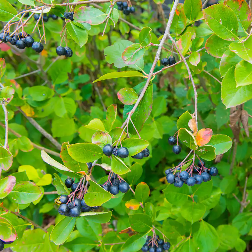 Buske Omnia Garden Slånaronia Elata 20-40 cm Krukodlade