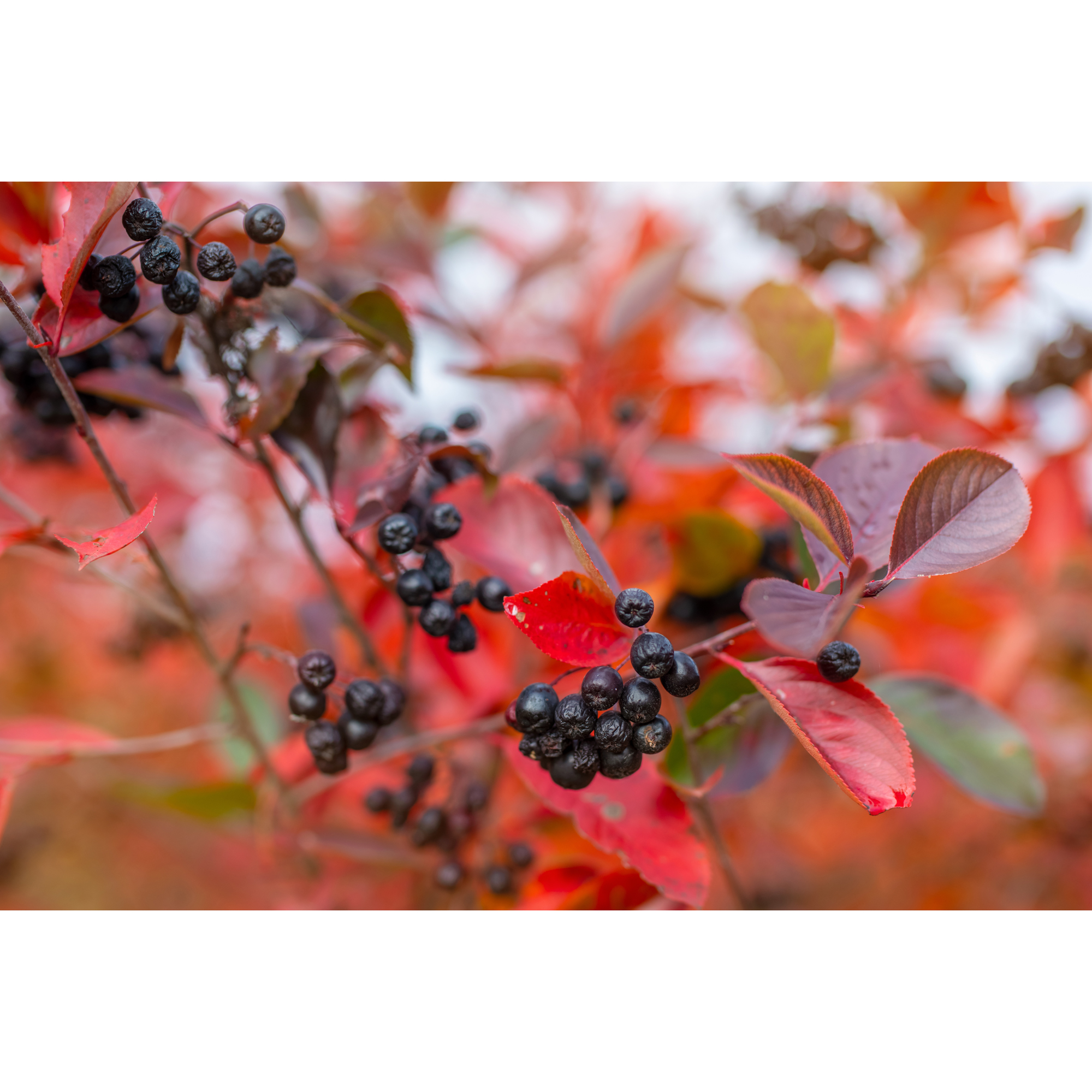 Buske Omnia Garden Slånaronia Elata 20-40 cm Krukodlade