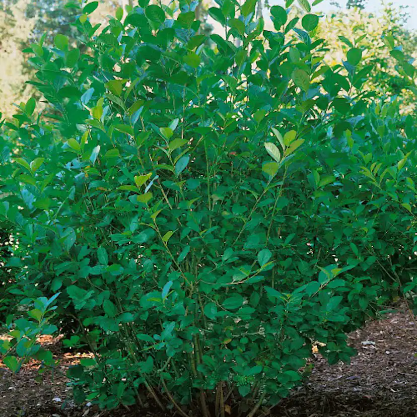 Buske Omnia Garden Slånaronia Elata 20-40 cm Krukodlade