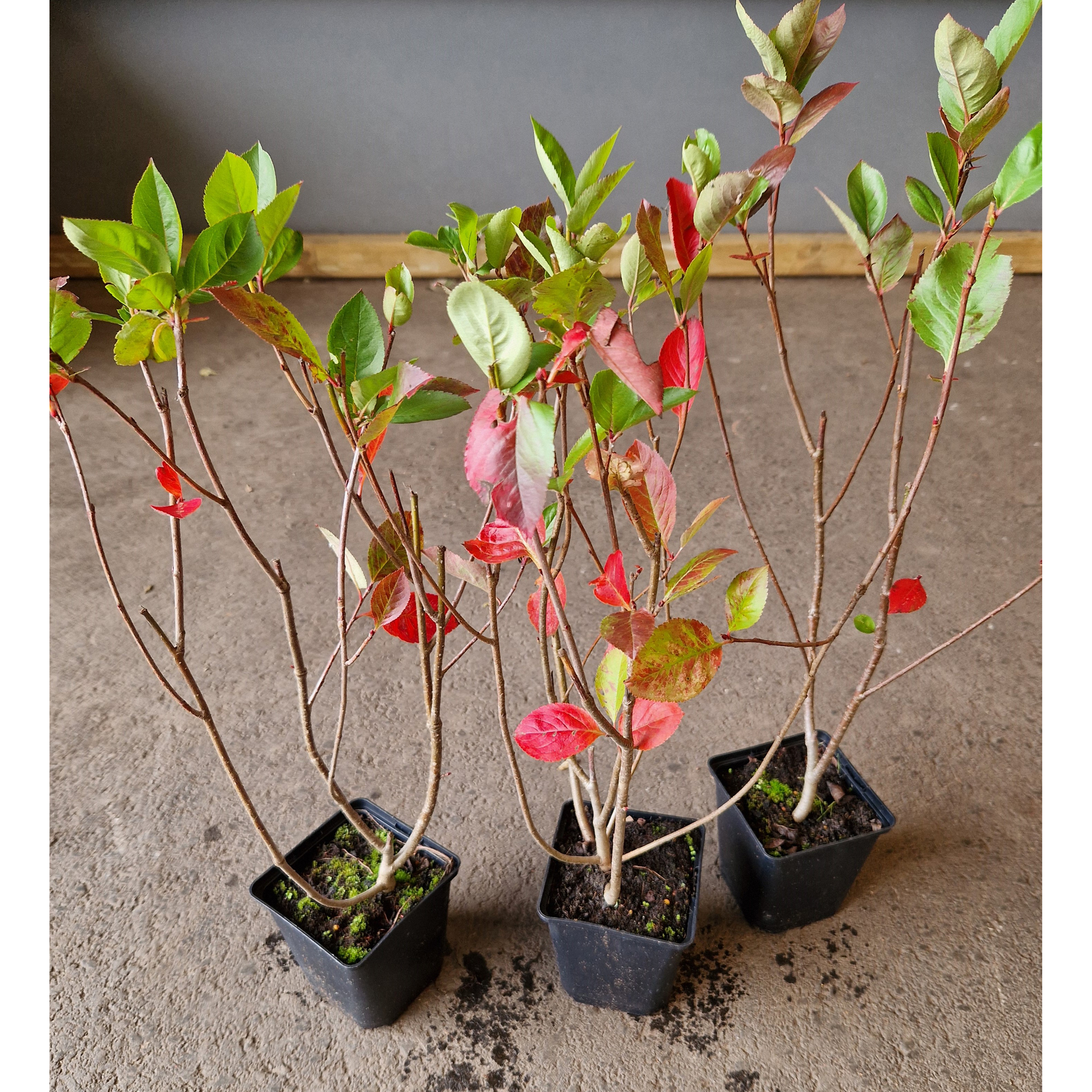 Buske Omnia Garden Slånaronia Elata 20-40 cm Krukodlade