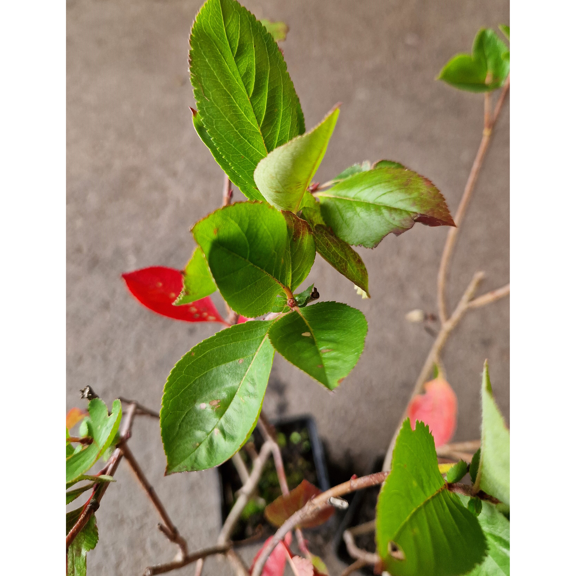 Buske Omnia Garden Slånaronia Elata 20-40 cm Krukodlade