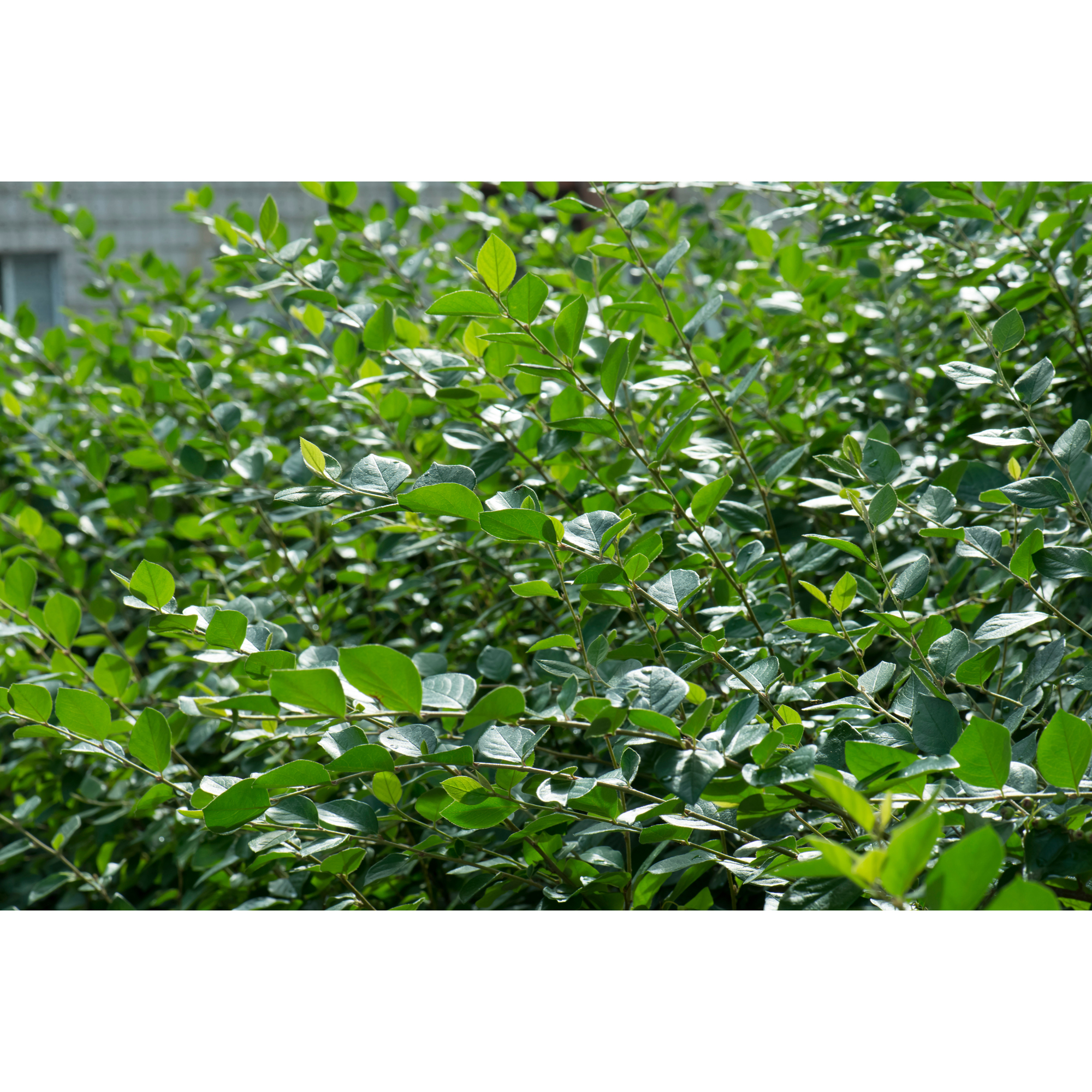 Häckoxbär Omnia Garden Krukodlade