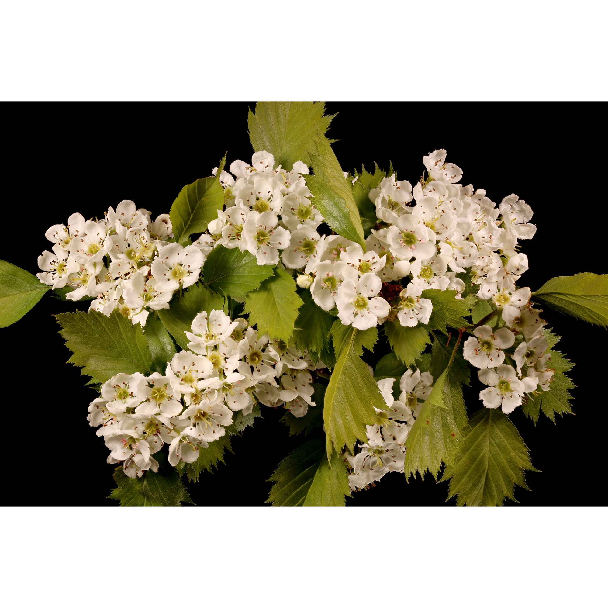 Häckhagtorn Omnia Garden Crataegus Grayana 20-40cm