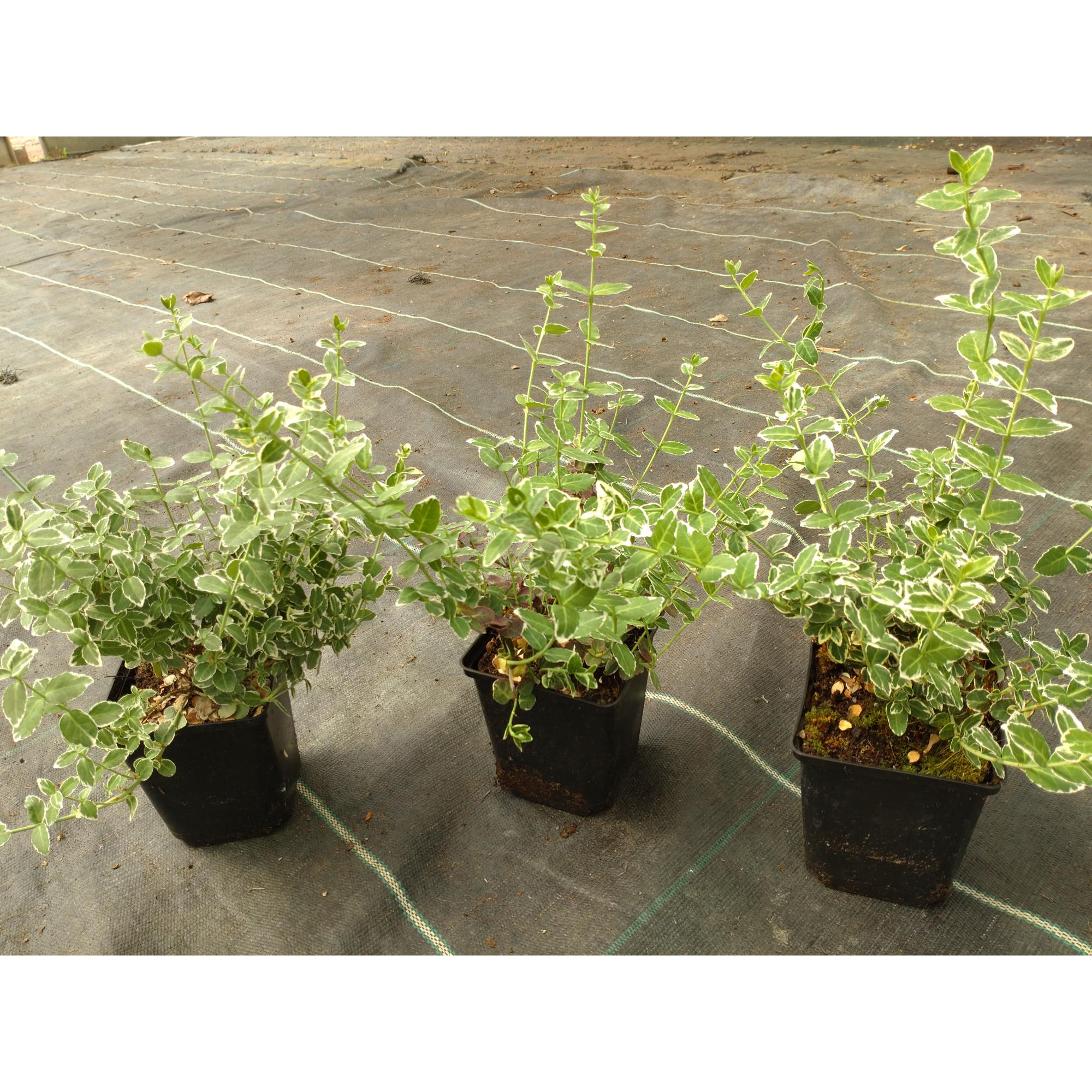 Klätterbenved Omnia Garden Euonymus fort. Emerald Gaiety