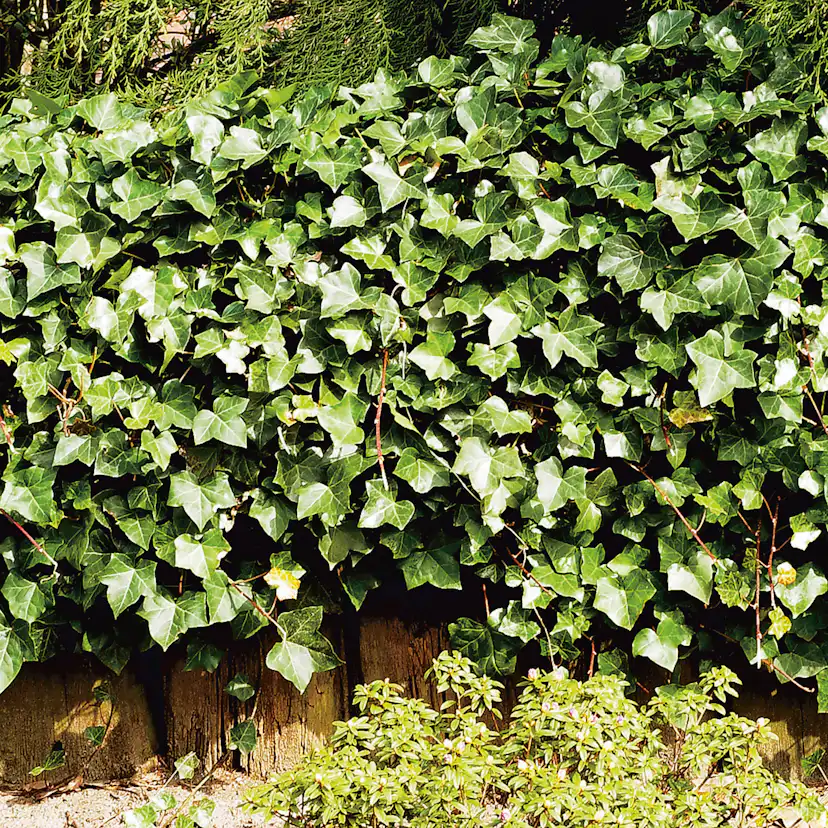 Murgröna Omnia Garden Storbladig