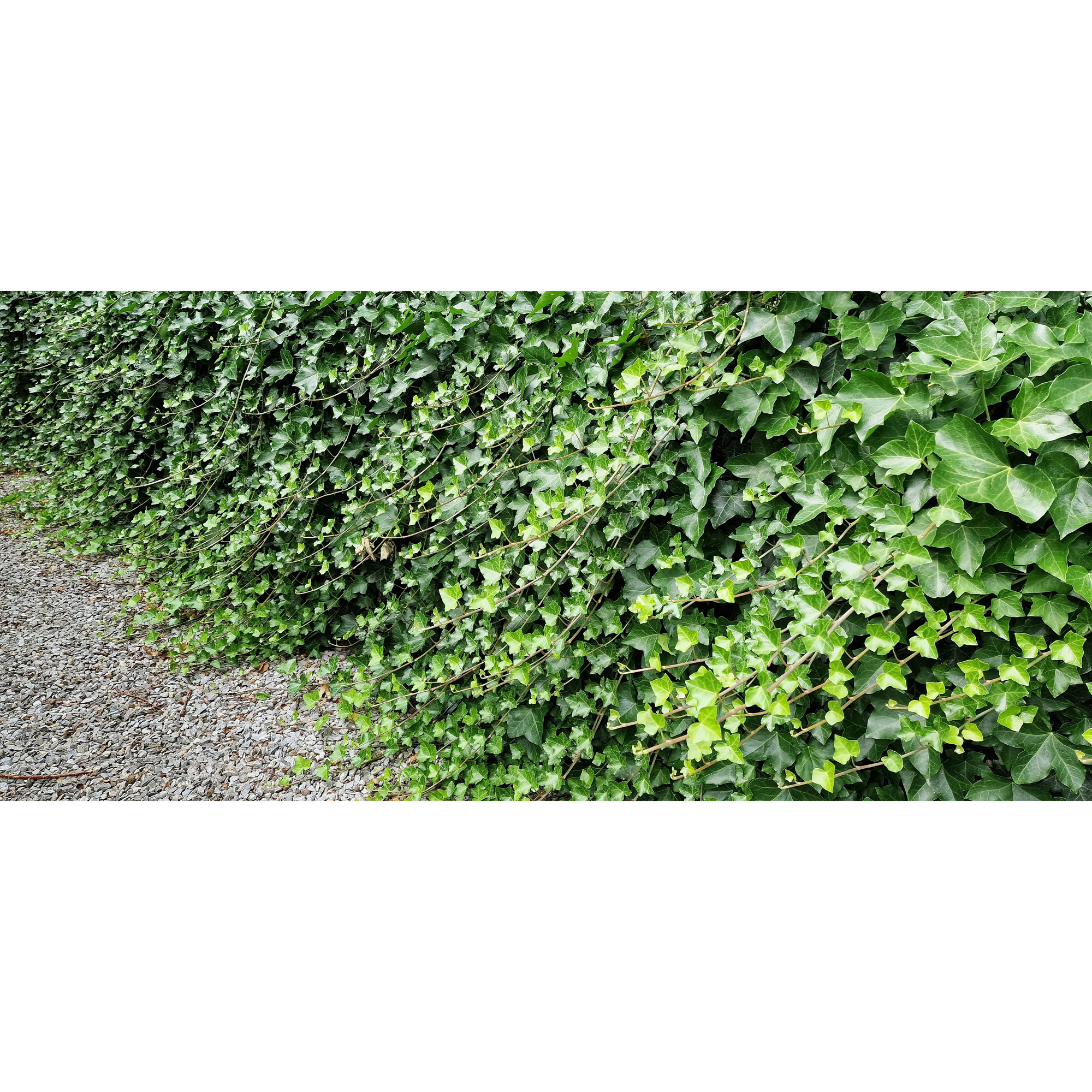 Murgröna Omnia Garden Storbladig