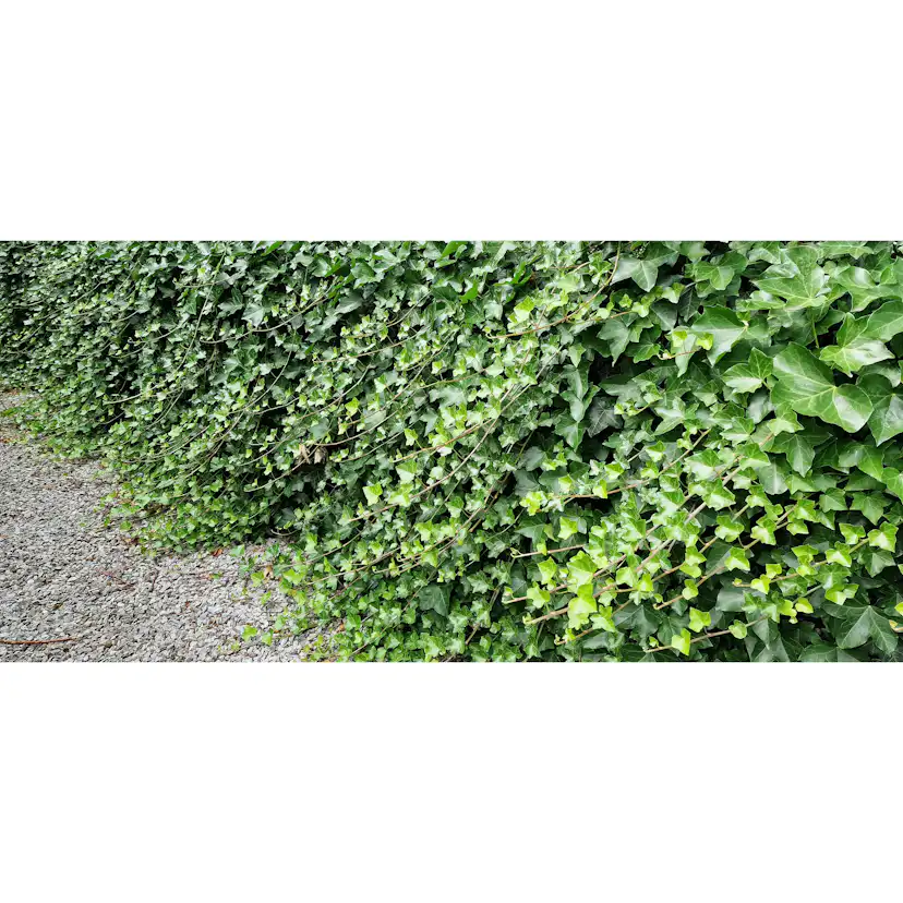 Murgröna Omnia Garden Storbladig