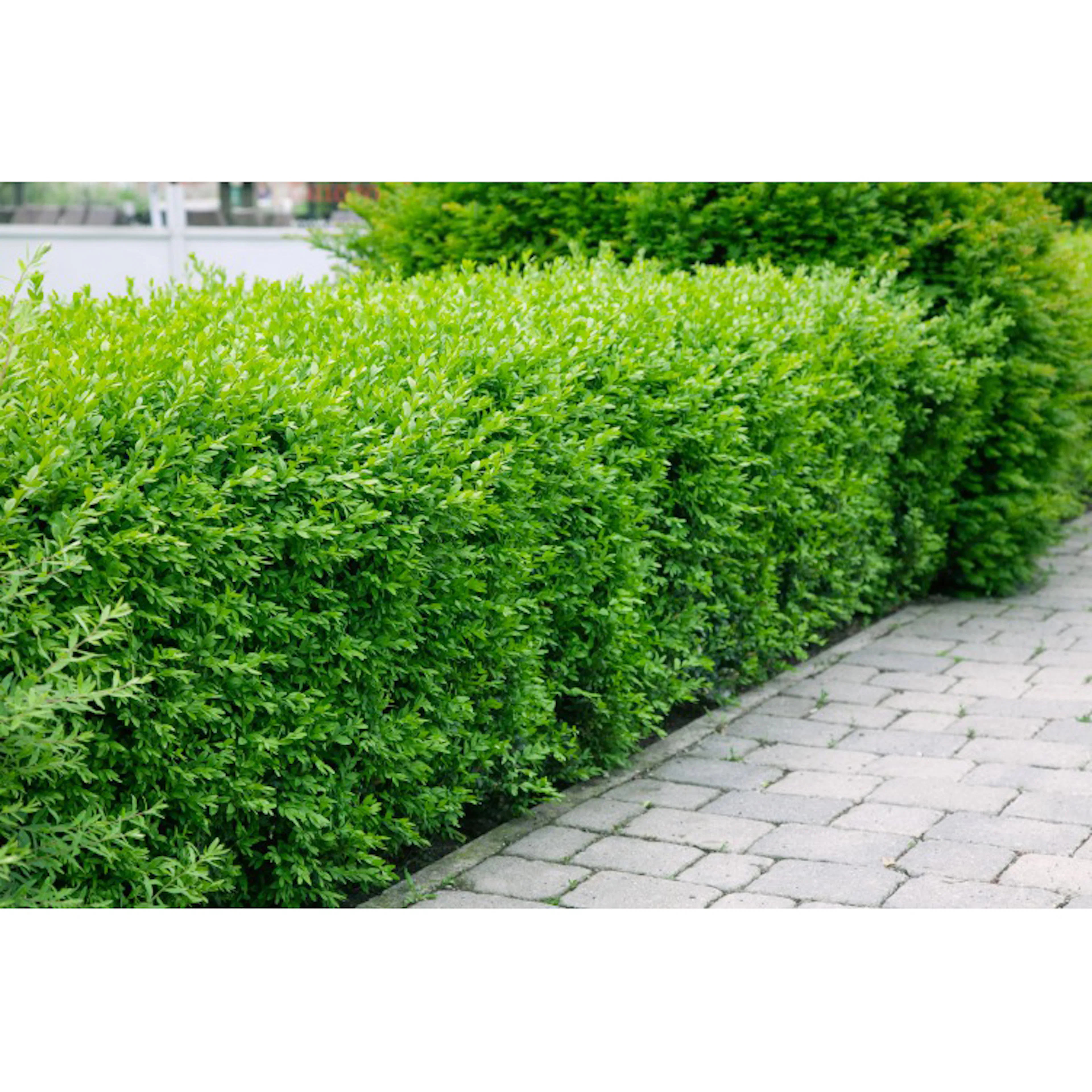Häck Omnia Garden Vinterliguster Atrovirens Krukodlade