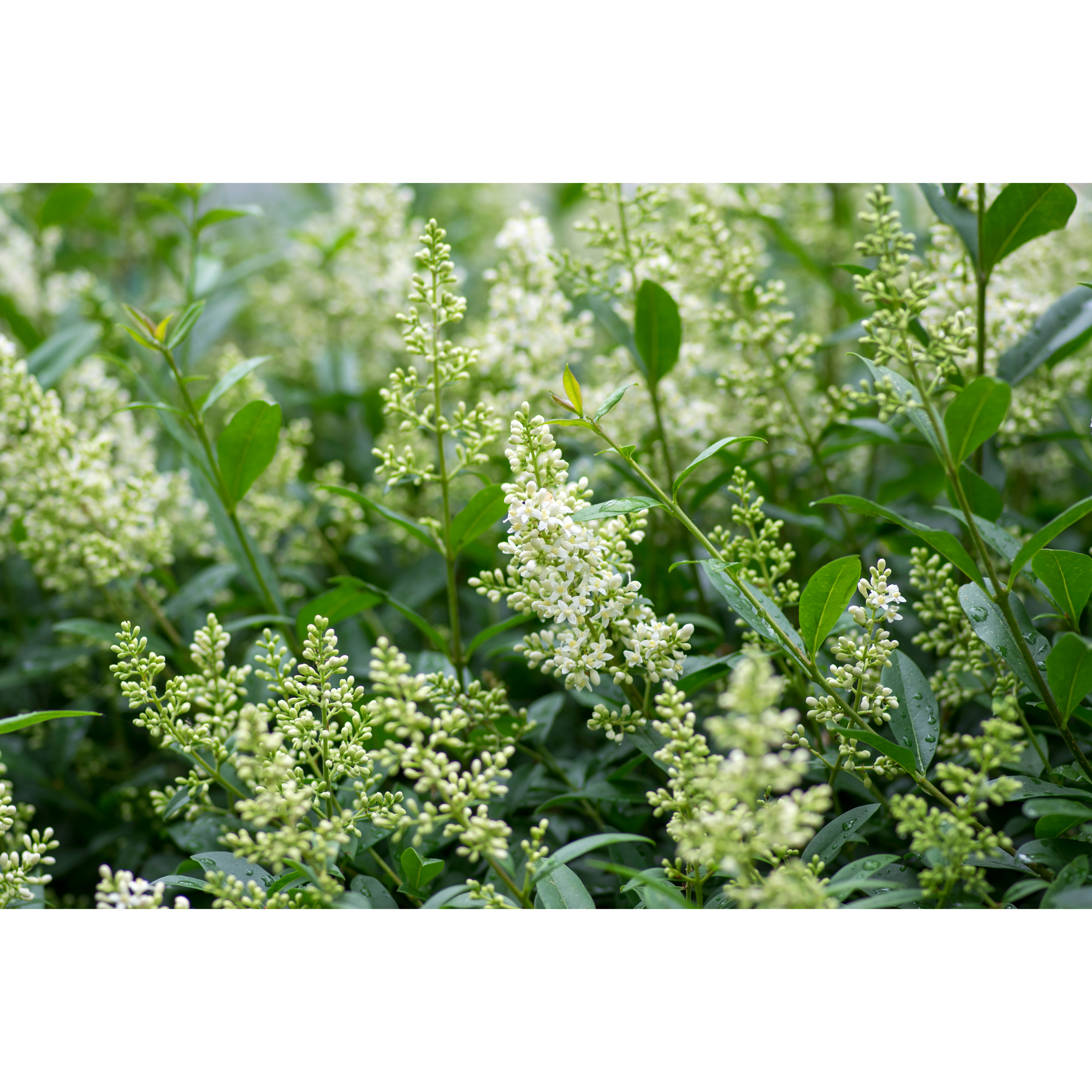 Häck Omnia Garden Vinterliguster Liga Krukodlade