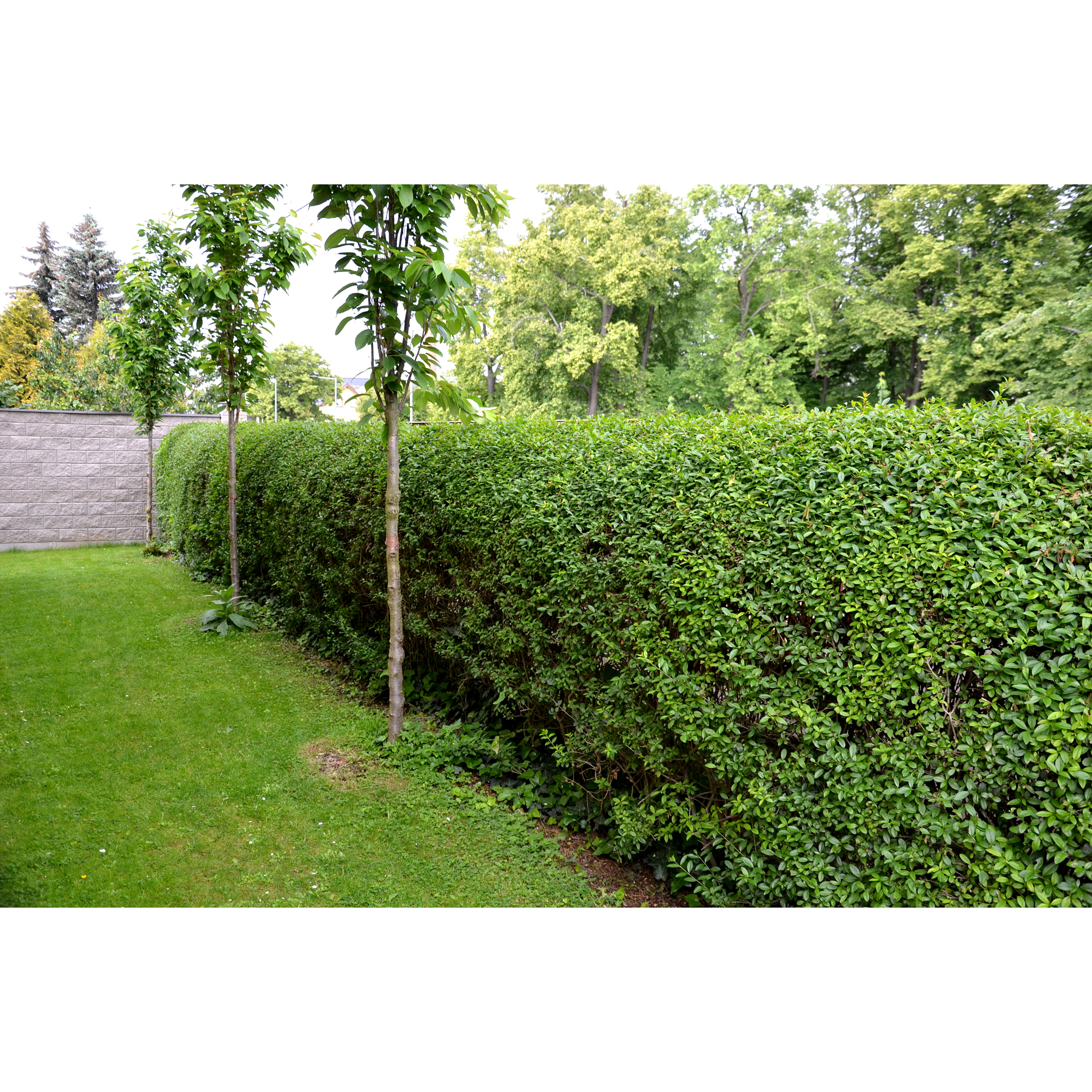 Häck Omnia Garden Liguster 30-50cm Krukodlade