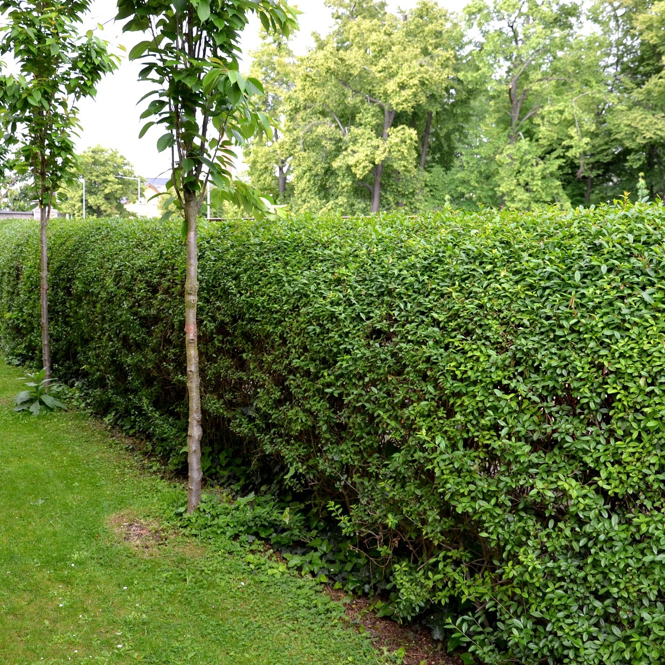 Häck Omnia Garden Liguster 30-50cm Krukodlade