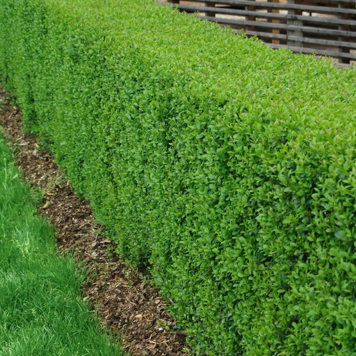 Häck Omnia Garden Liguster 30-50cm Krukodlade