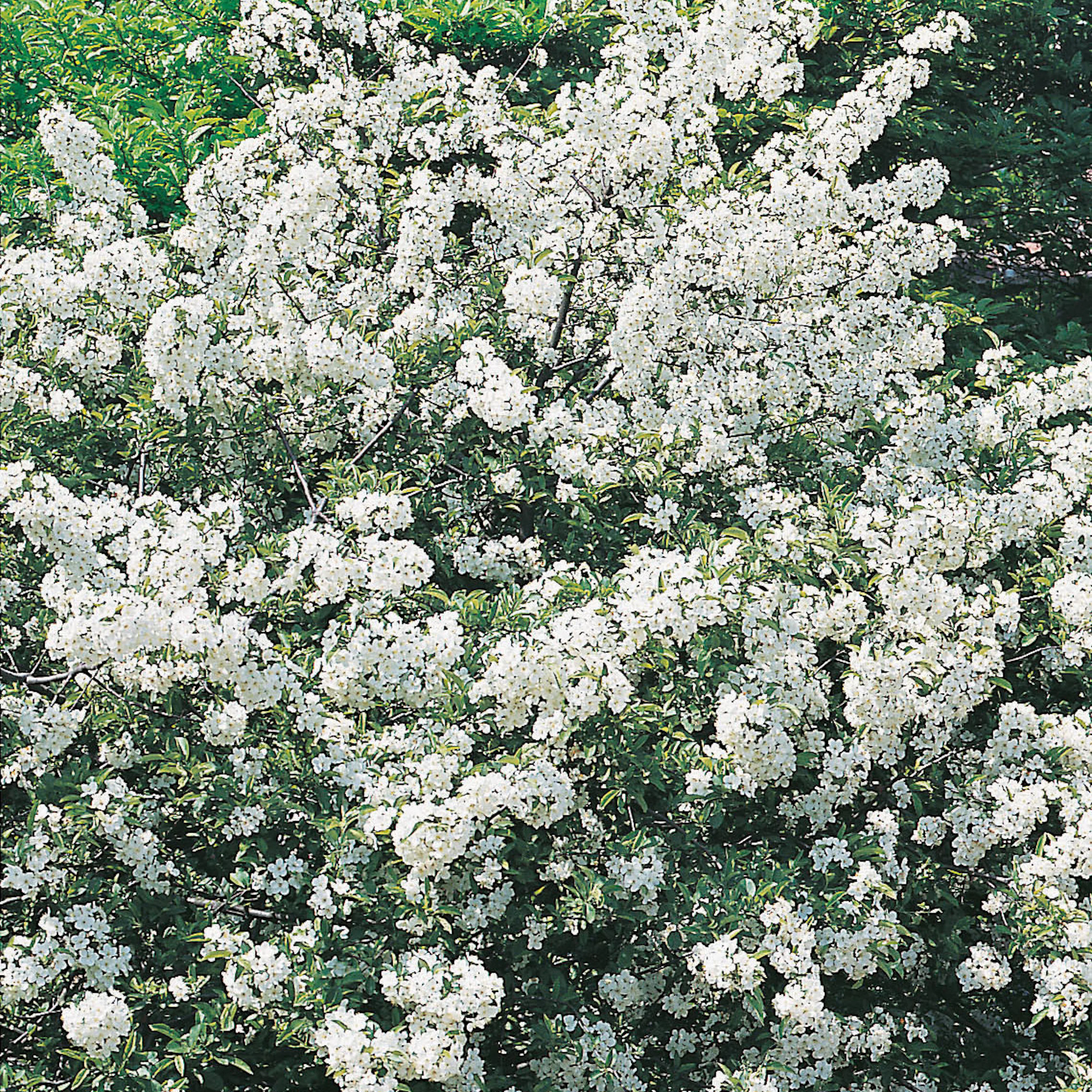 Häck Omnia Garden Bukettapel