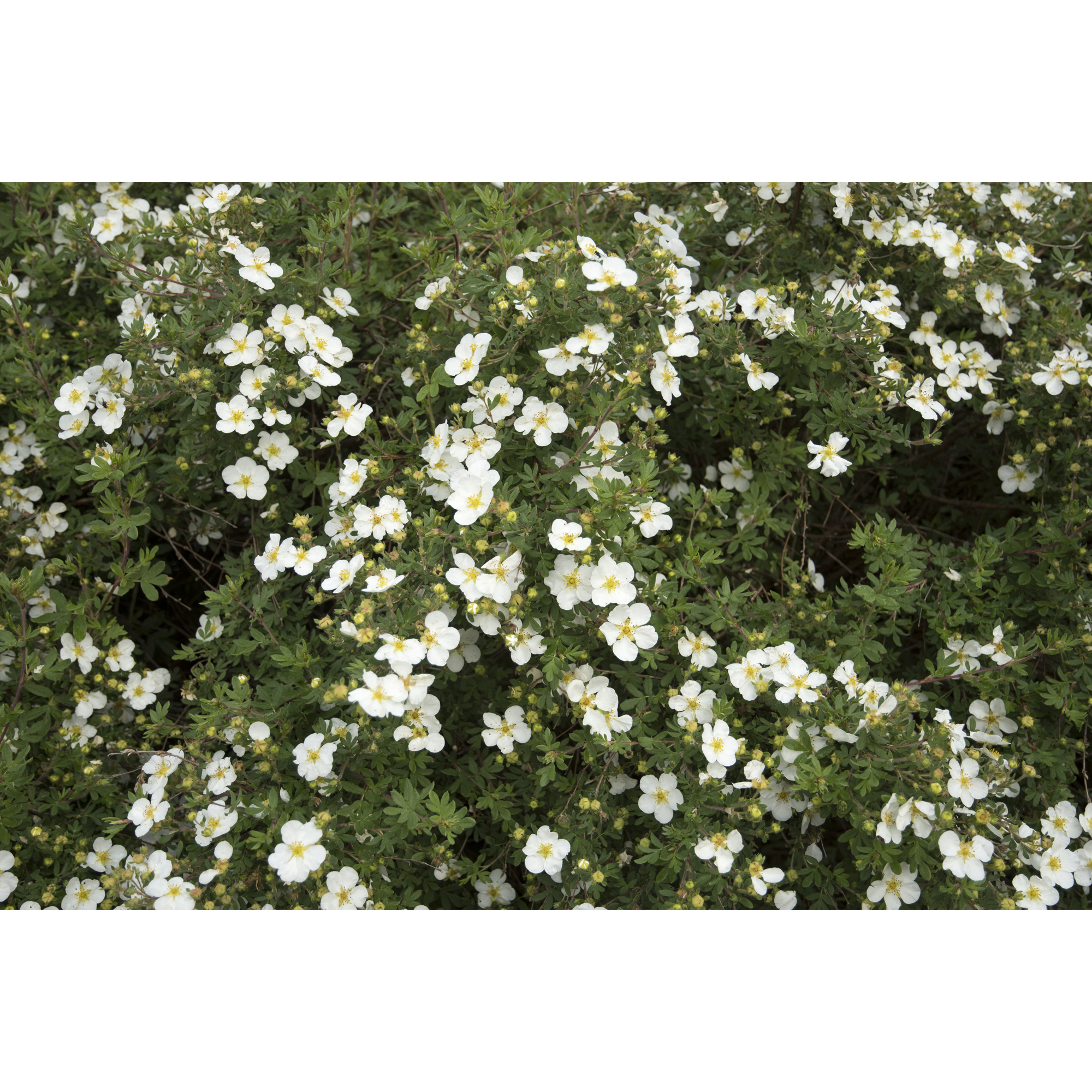 Buske Omnia Garden Vit Ölandstok 10-30cm Krukodlade