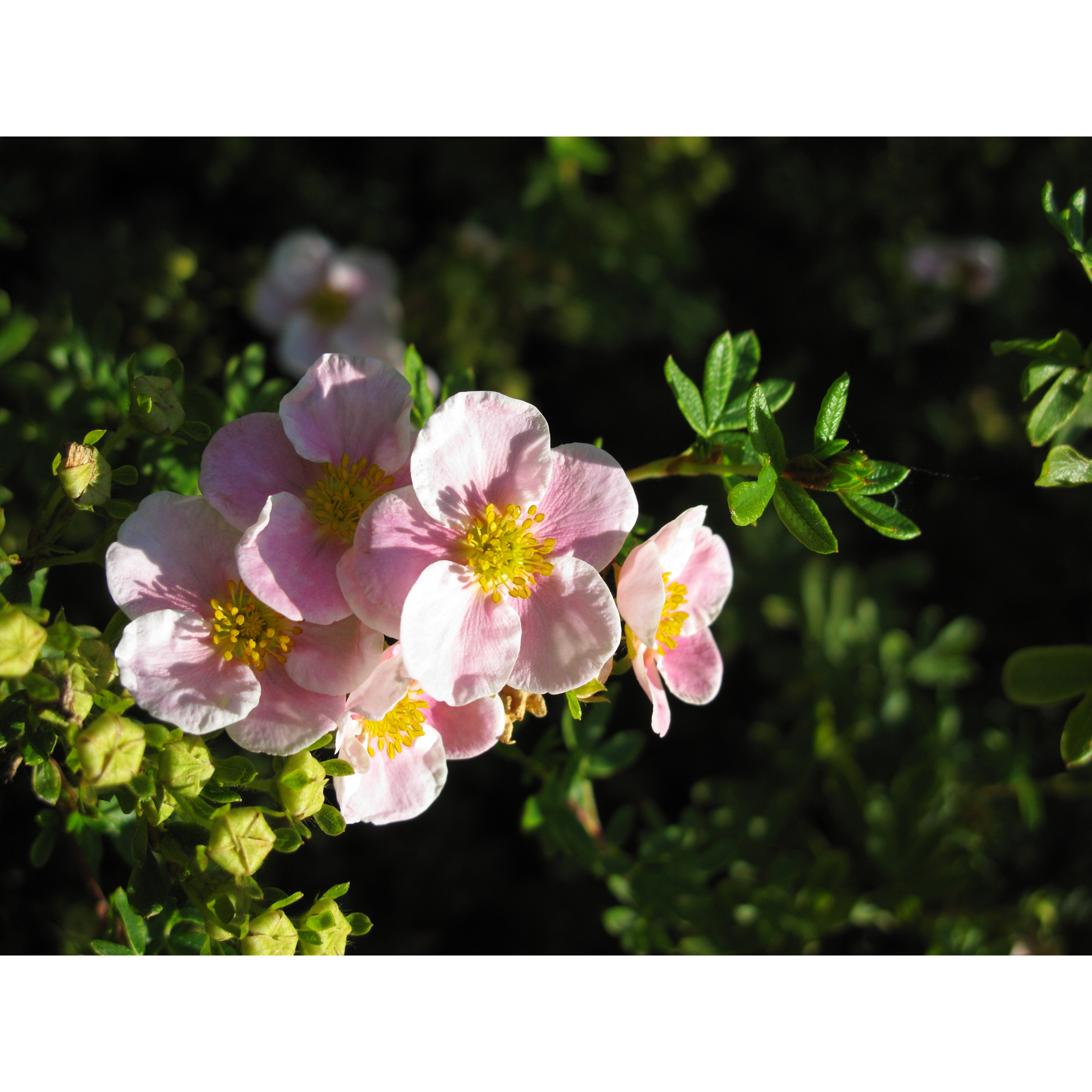 Buske Omnia Garden Ölandstok Pink Beauty