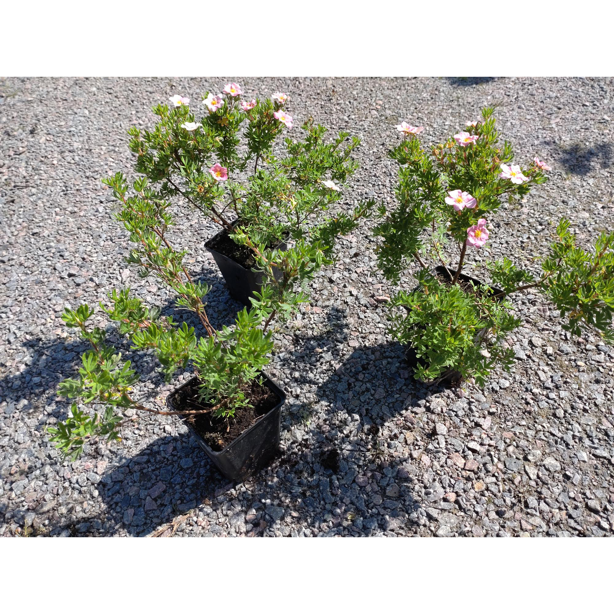 Buske Omnia Garden Ölandstok Pink Beauty