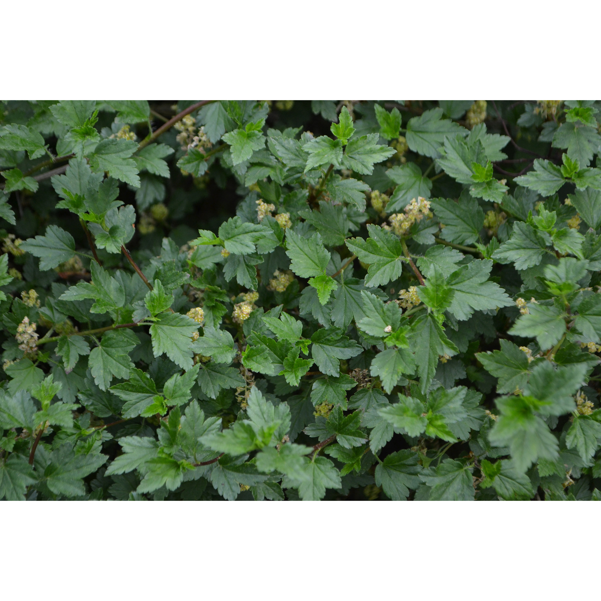 Häck Omnia Garden Måbär 20-40cm Krukodlade