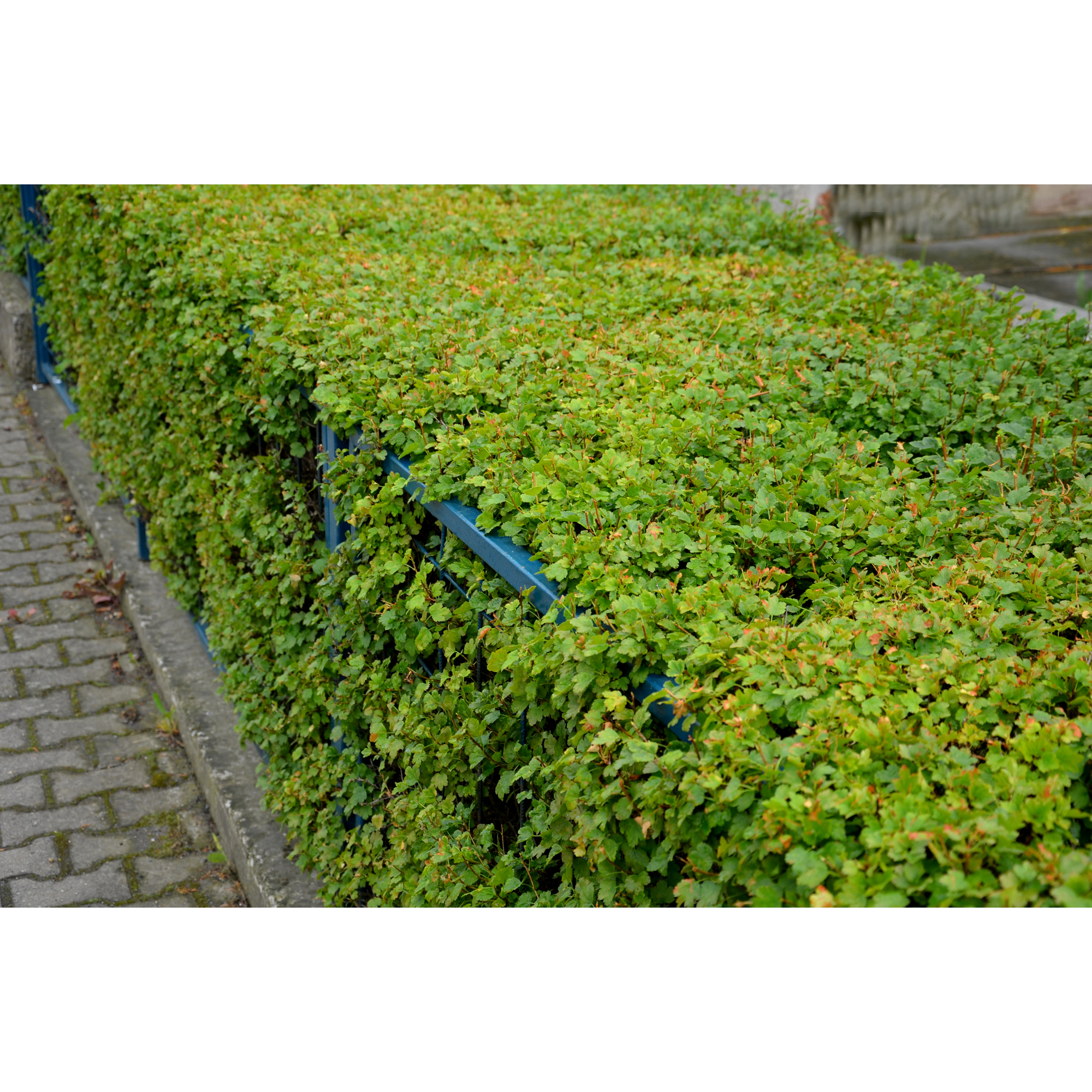 Häck Omnia Garden Måbär 20-40cm Krukodlade