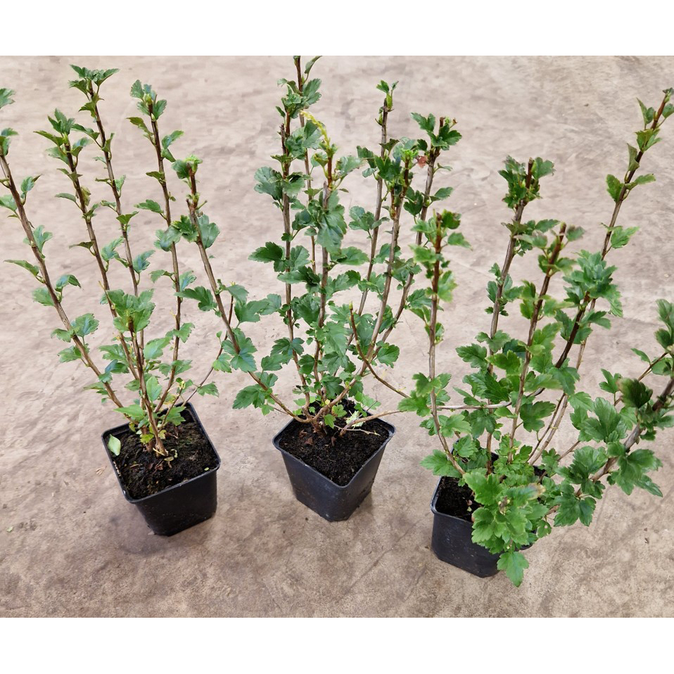 Häck Omnia Garden Måbär 20-40cm Krukodlade