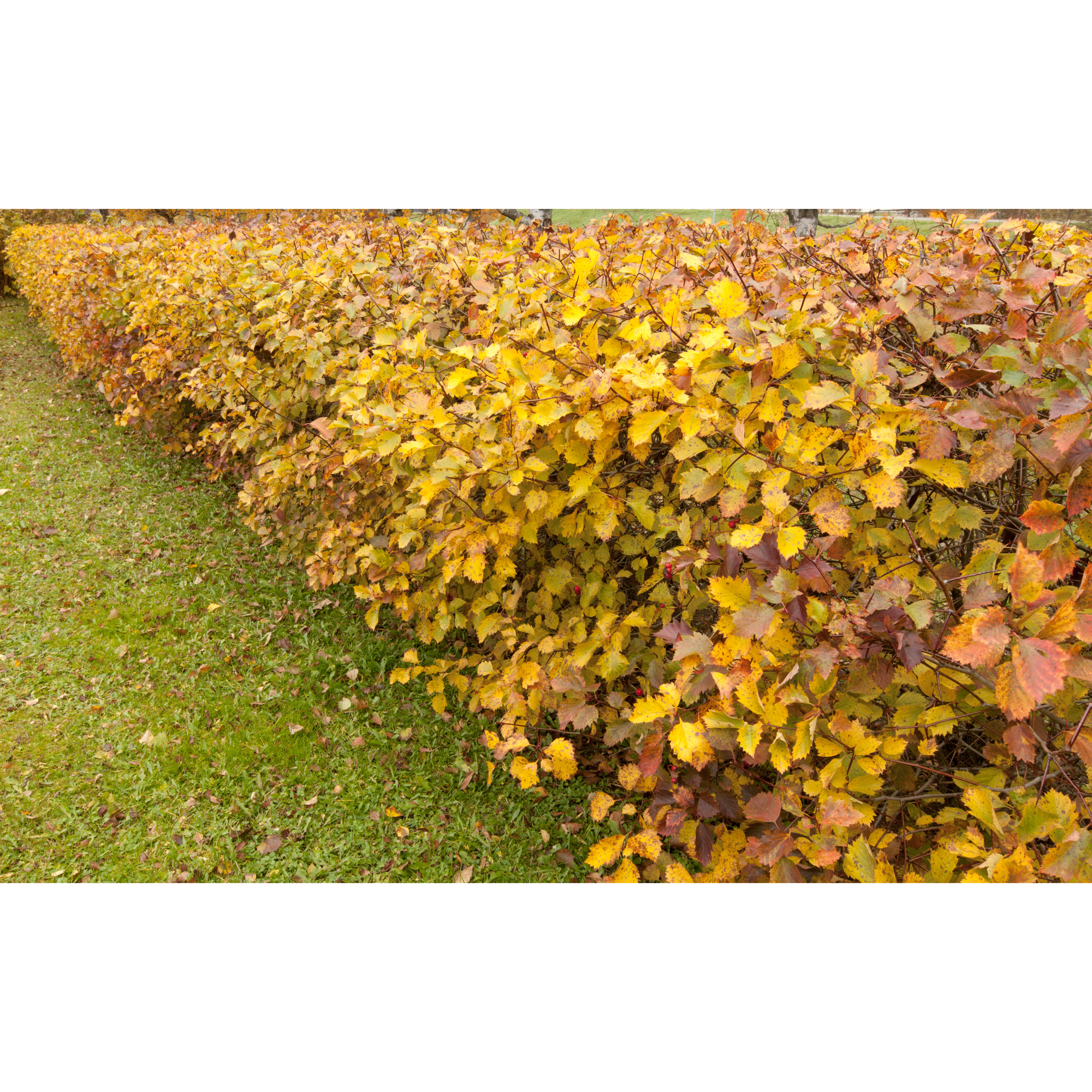 Buske Omnia Garden Oxel 30-50cm Krukodlade